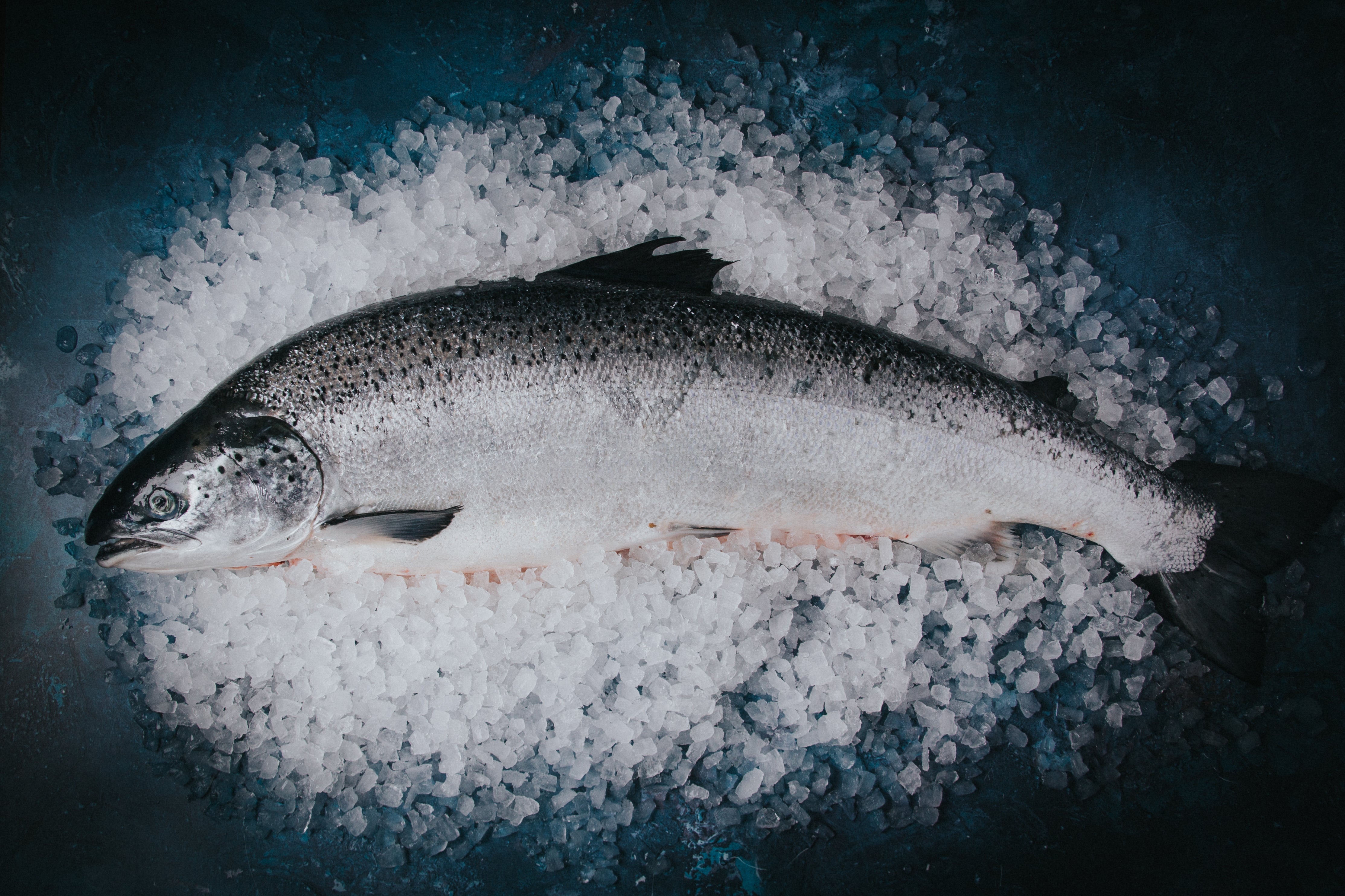How to Cook a Whole Salmon
