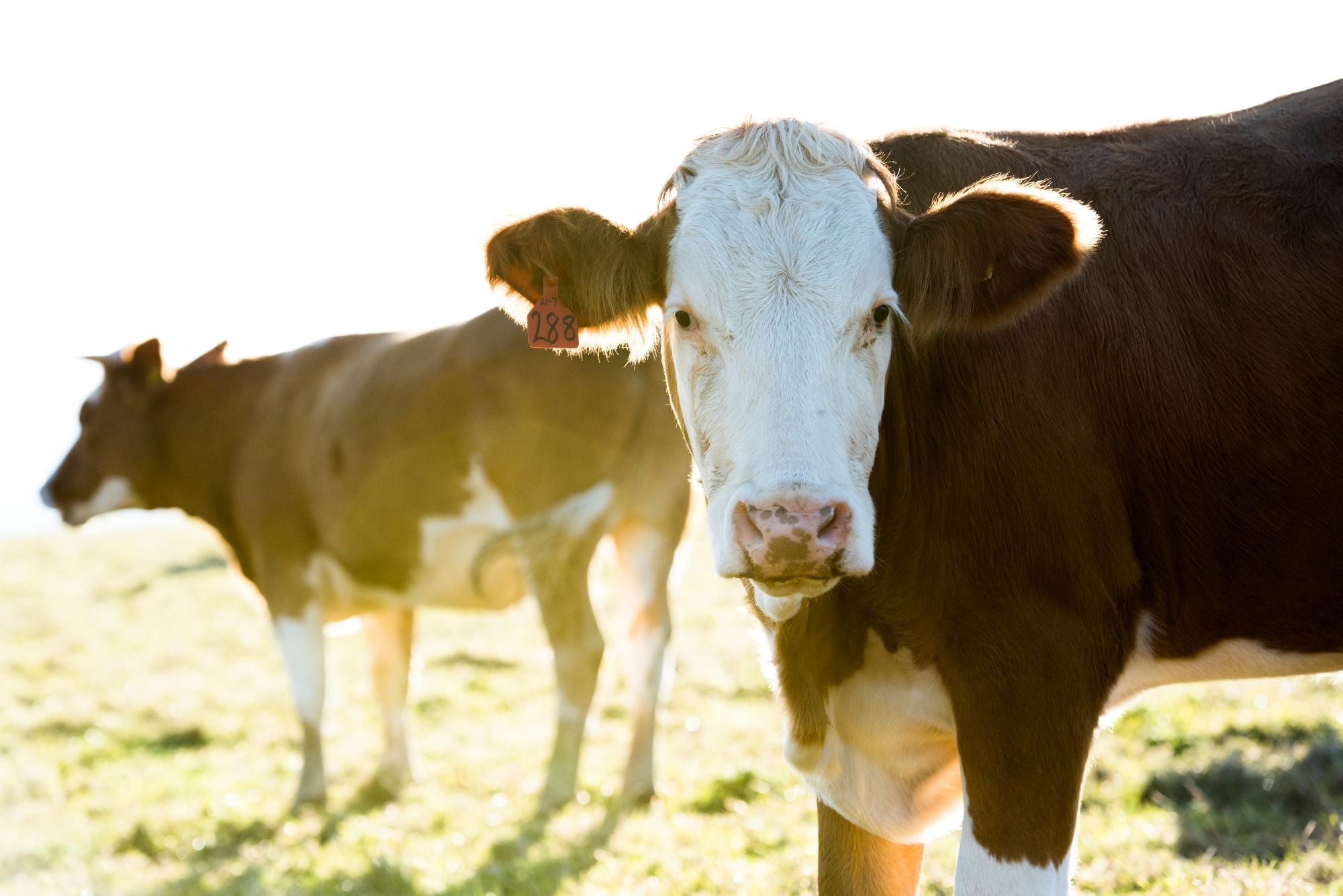 West Country Beef: Why Greendale Beef is Best