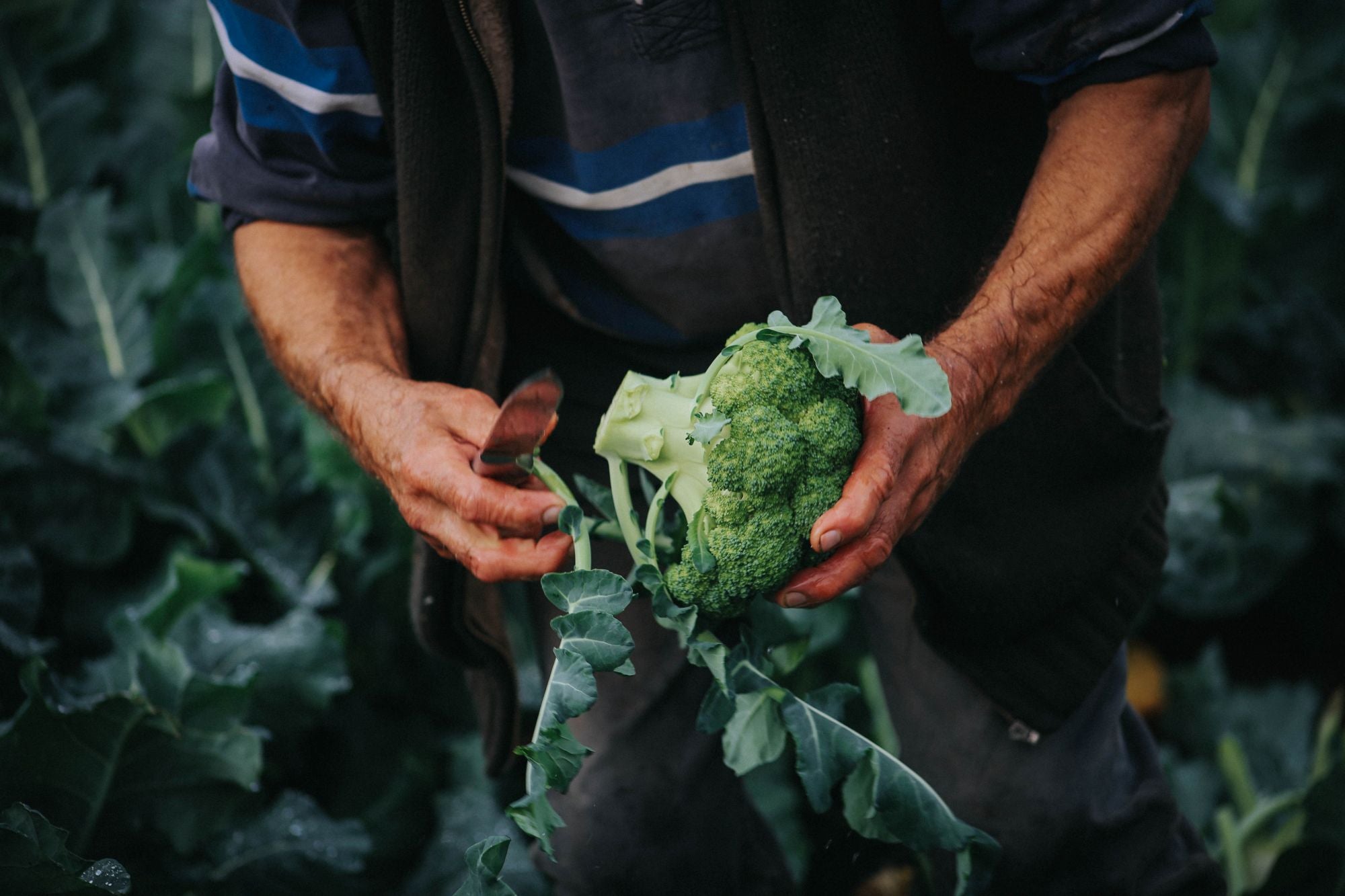 A guide to Broccoli