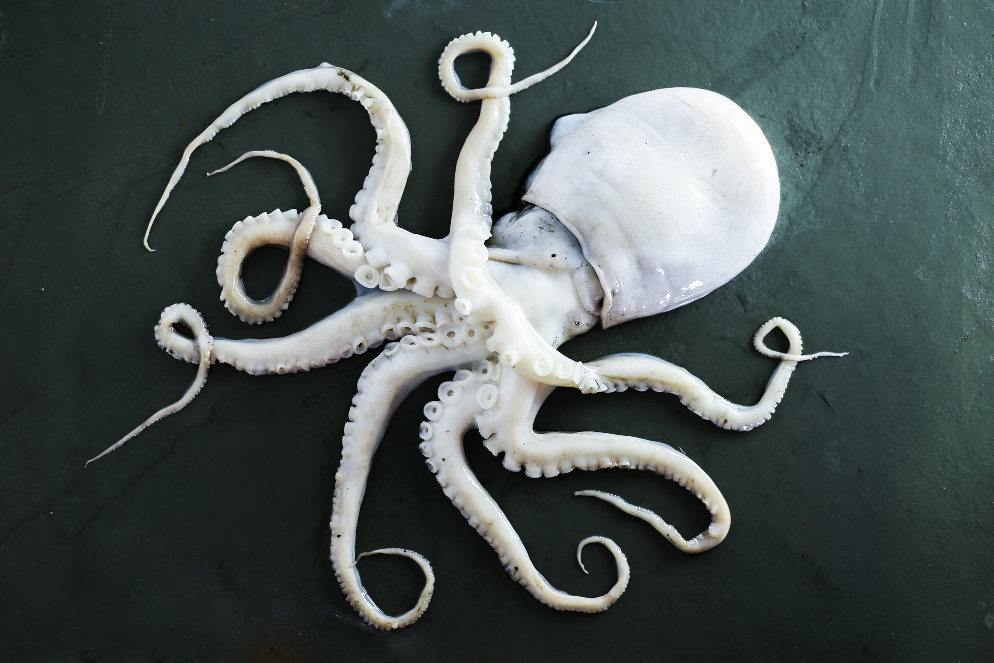 How to Cook and Prepare Octopus