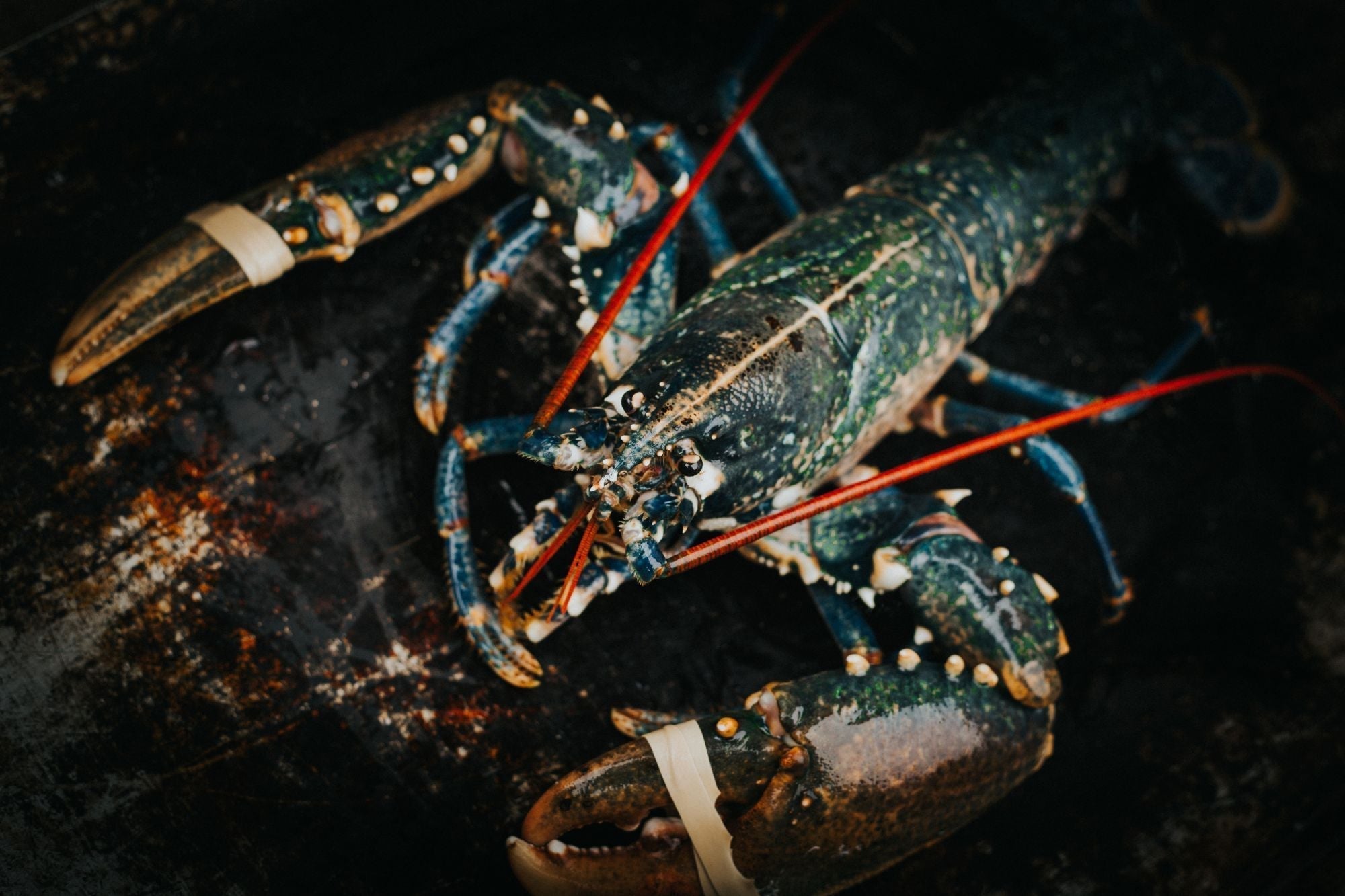 How to crack a lobster (Video)