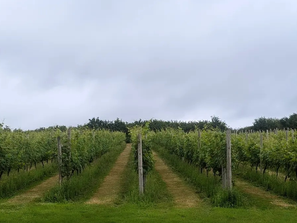 Huxbear Vineyard