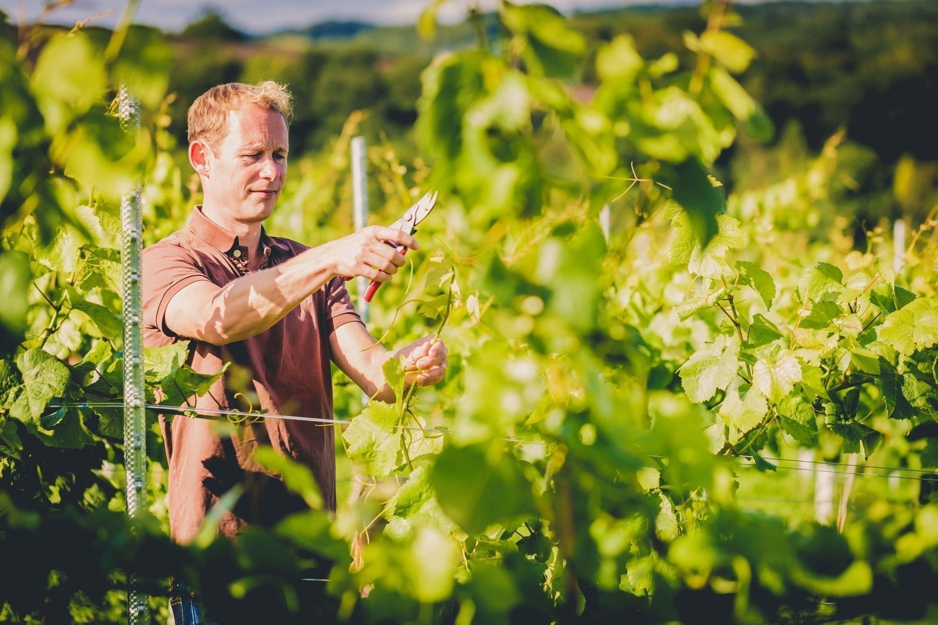 Guide to Devon White Wines by Greendale