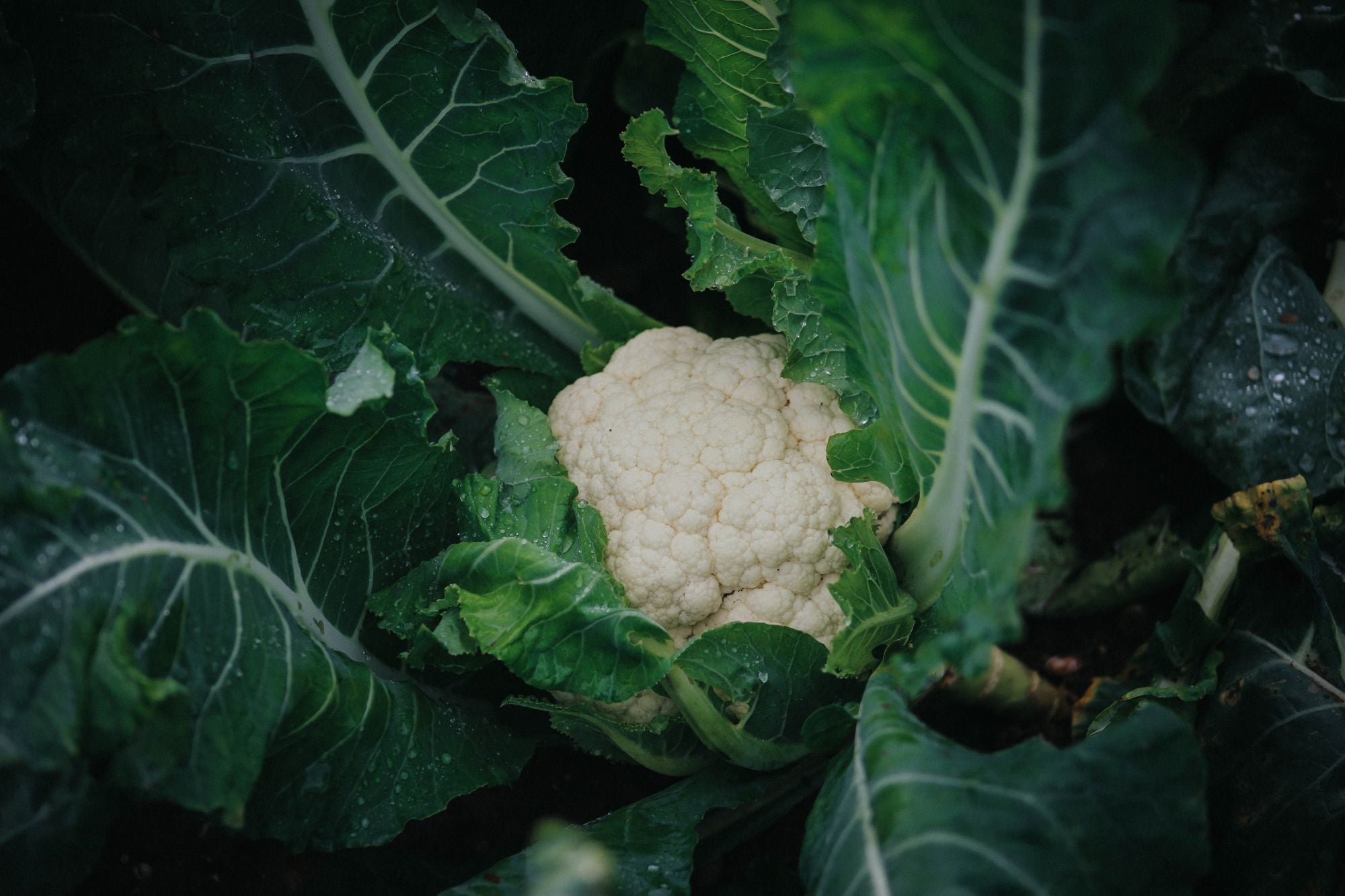 Top 5 Cauliflower Recipes