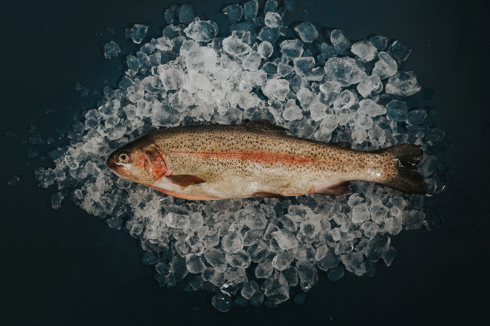 Trout