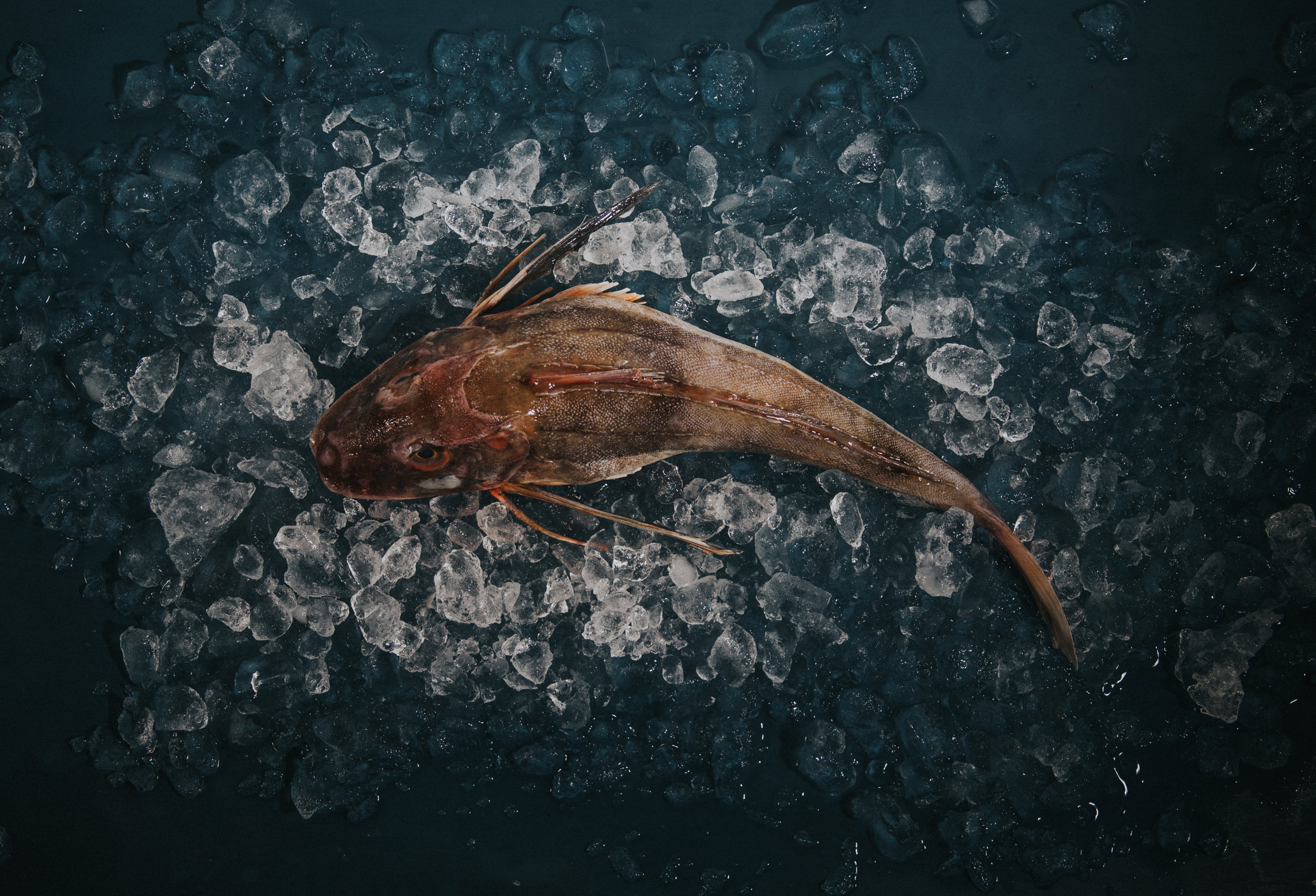 White Fish