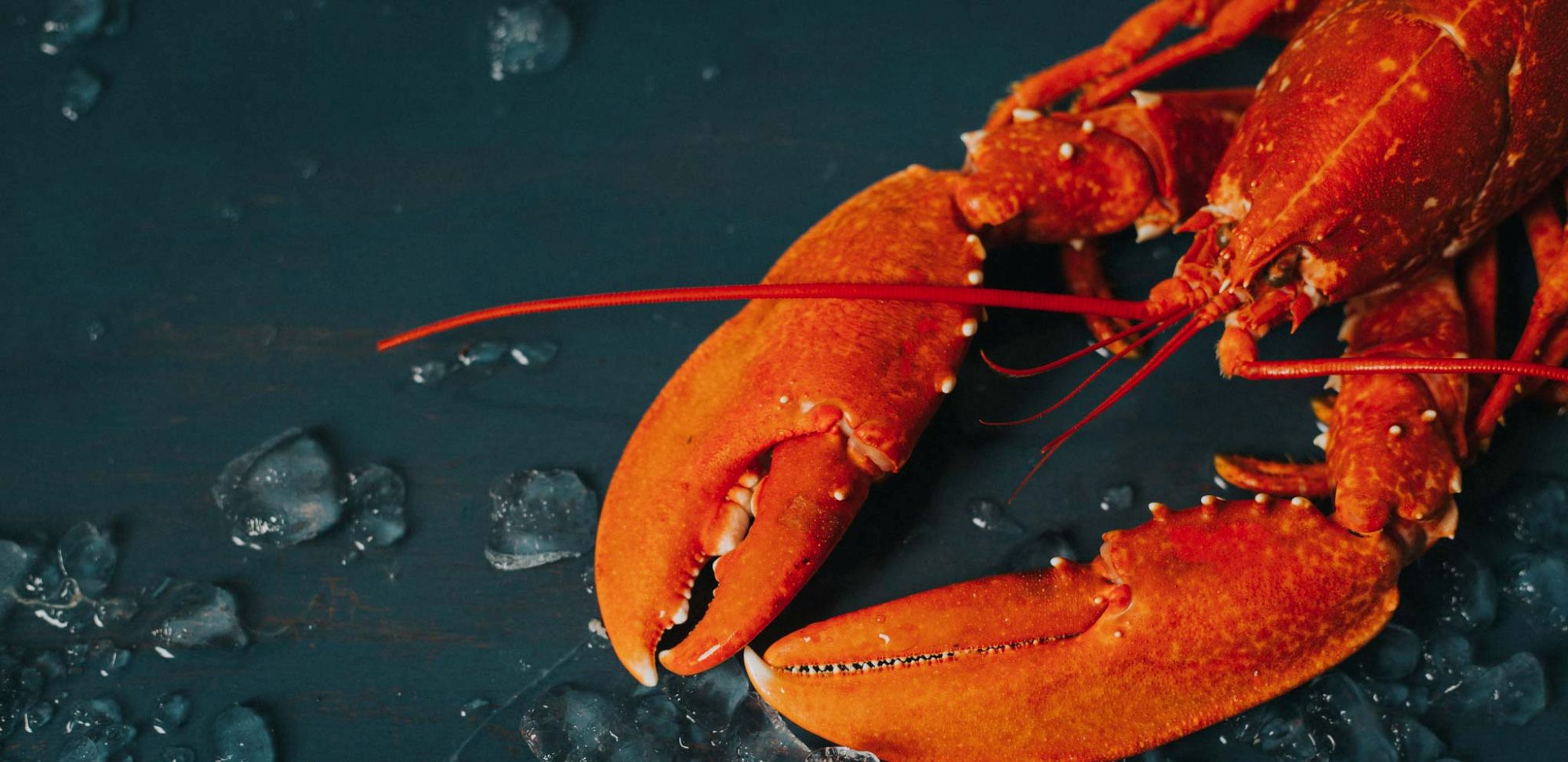 Shellfish
