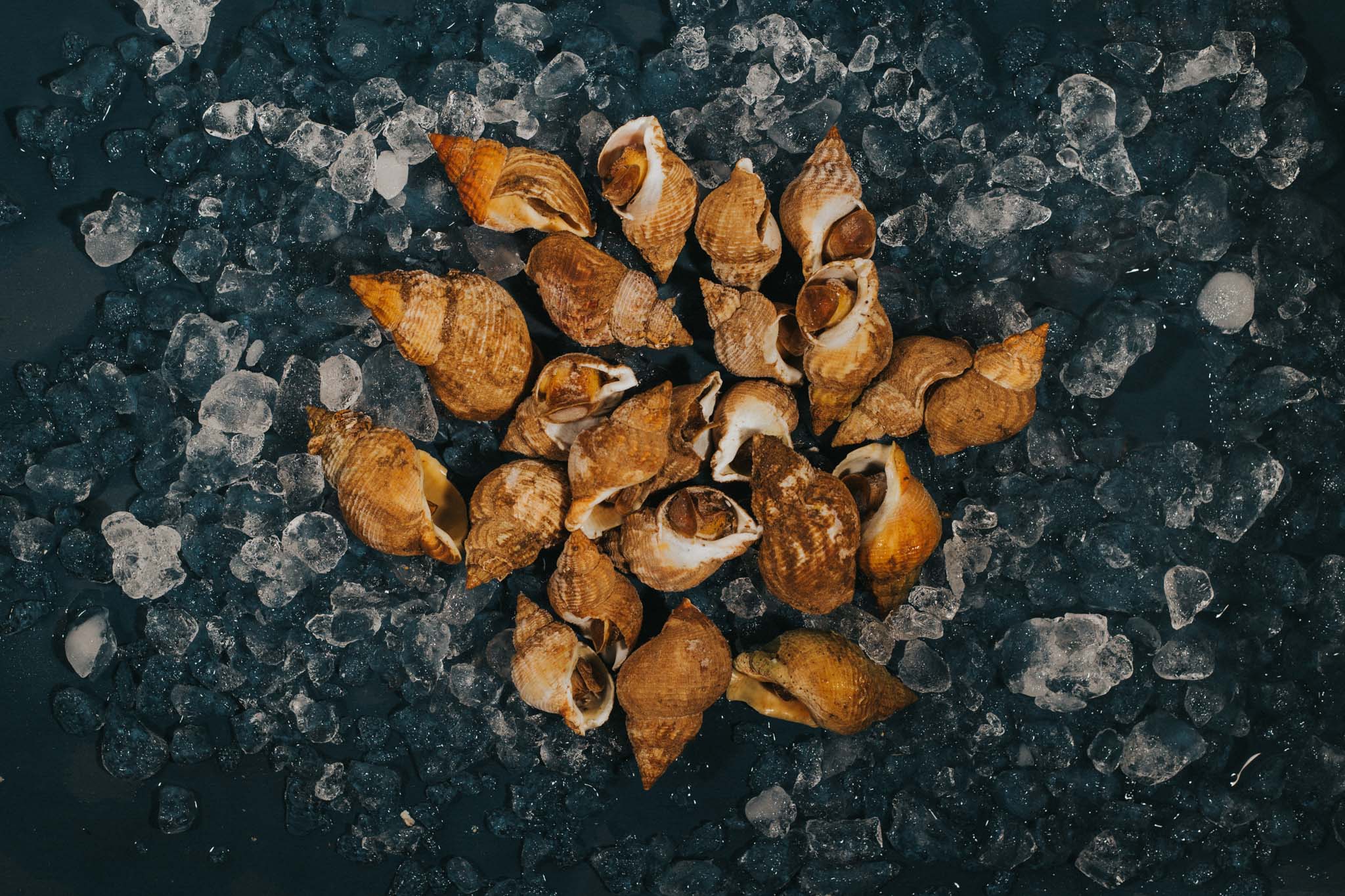 Molluscs