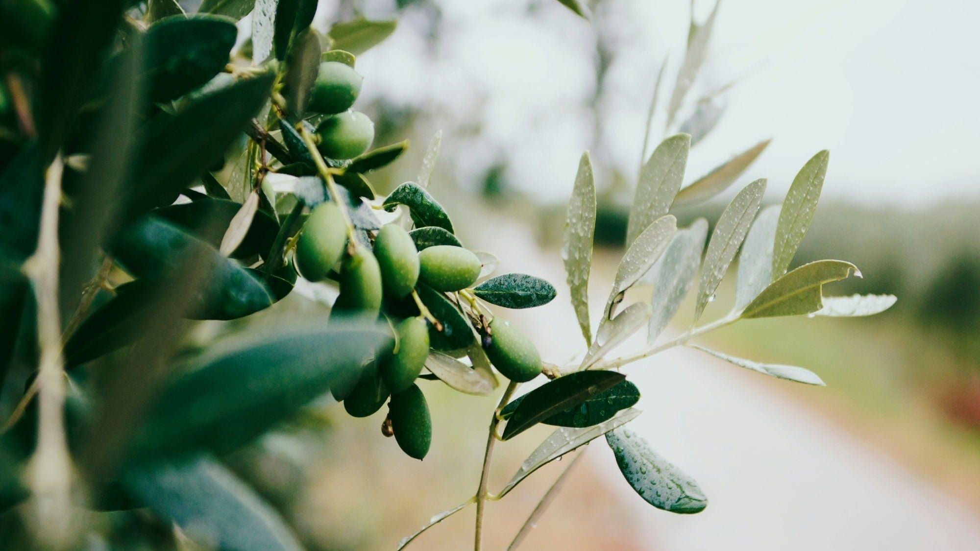 Oils & Vinegars