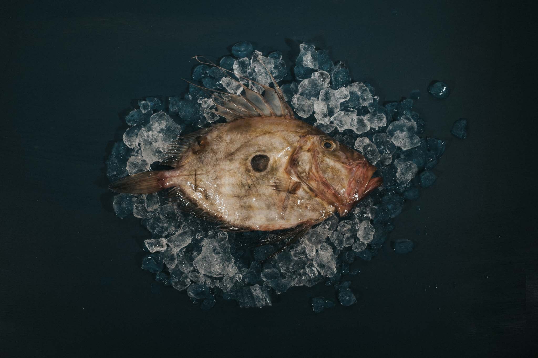 John Dory