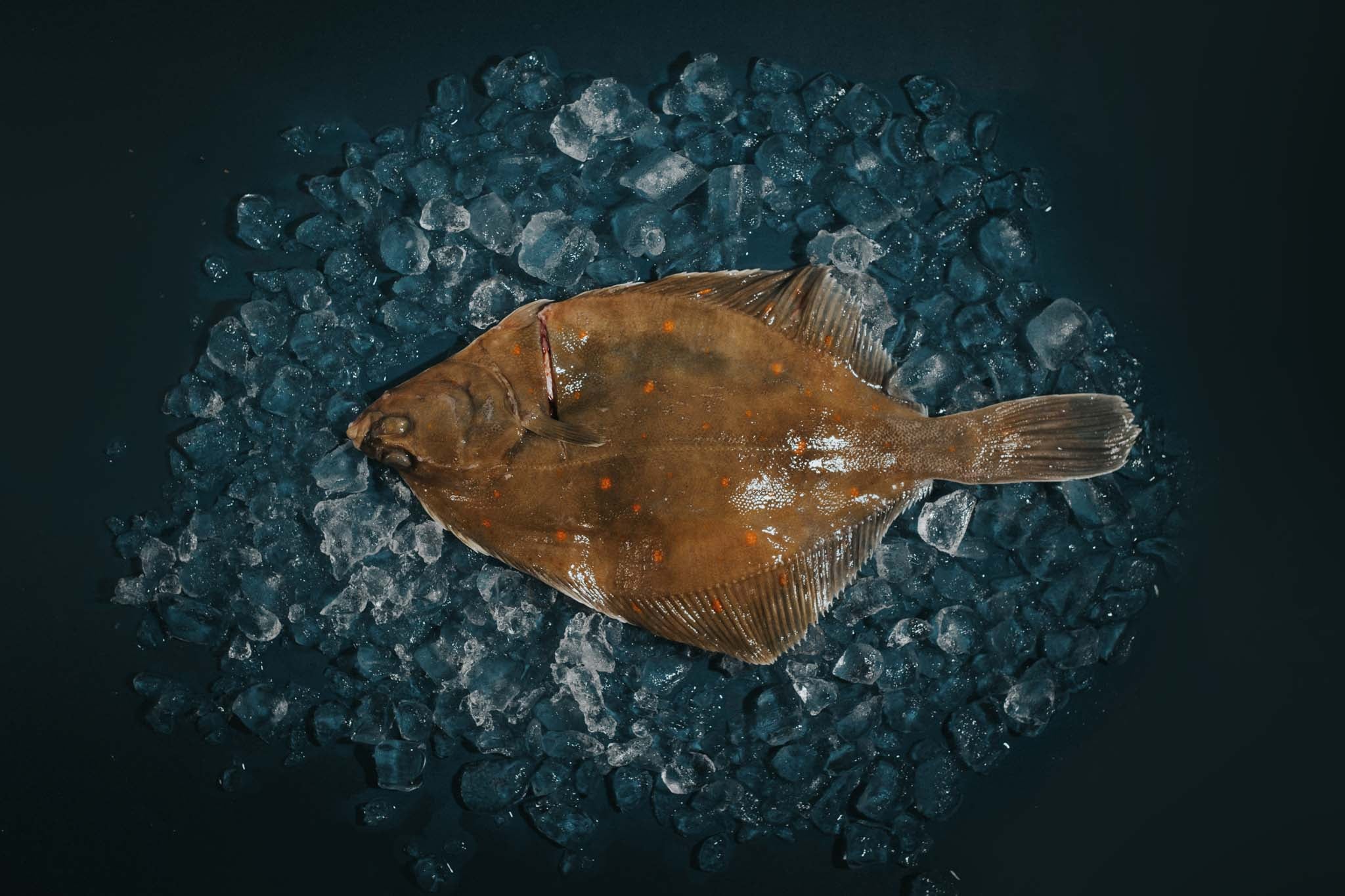 Plaice