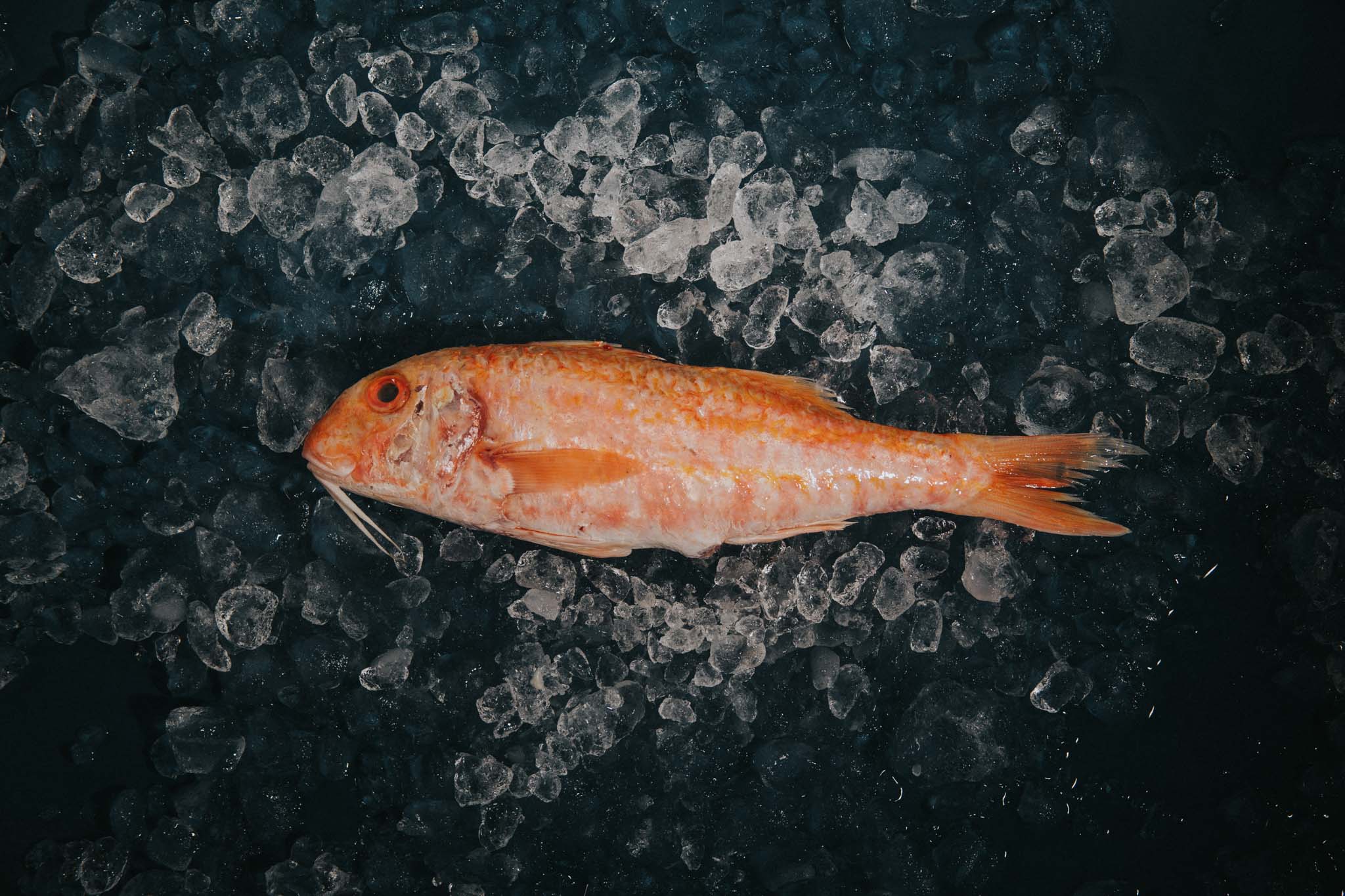 Red Mullet