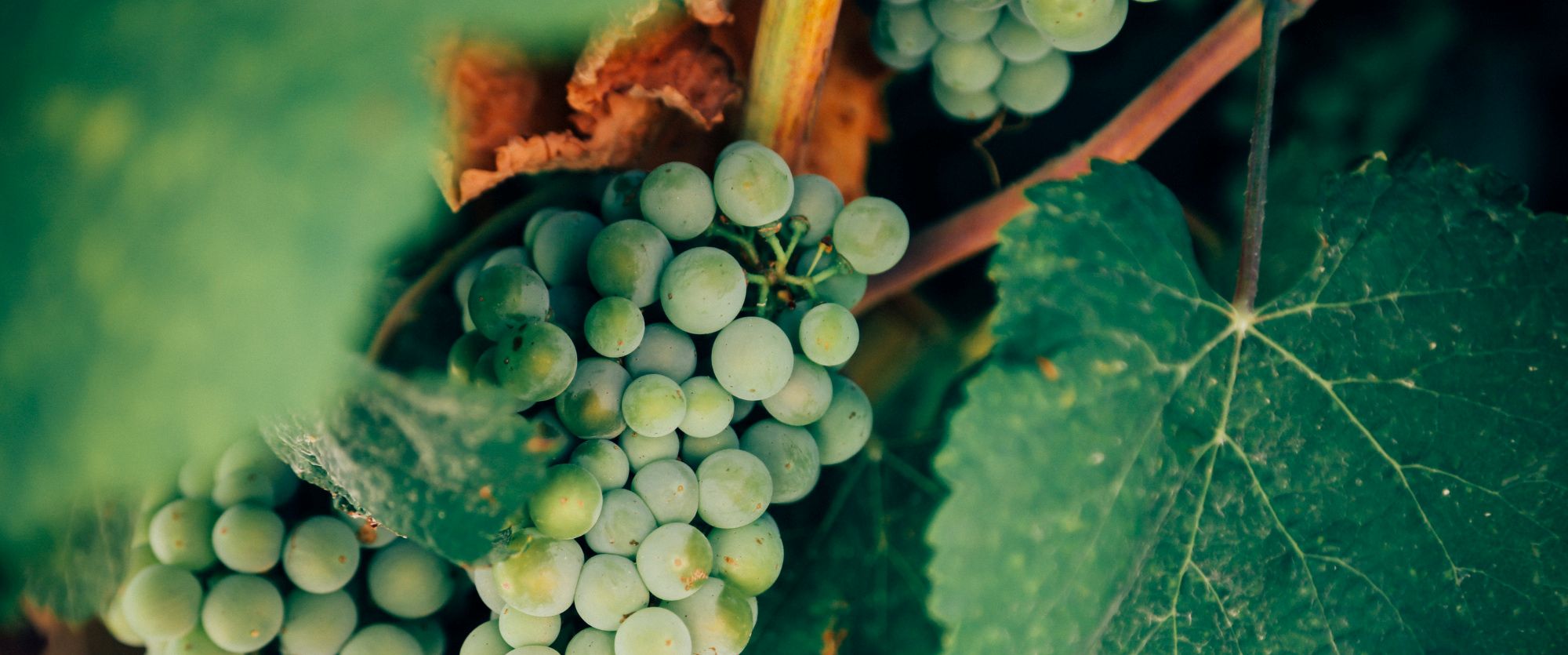 Wines