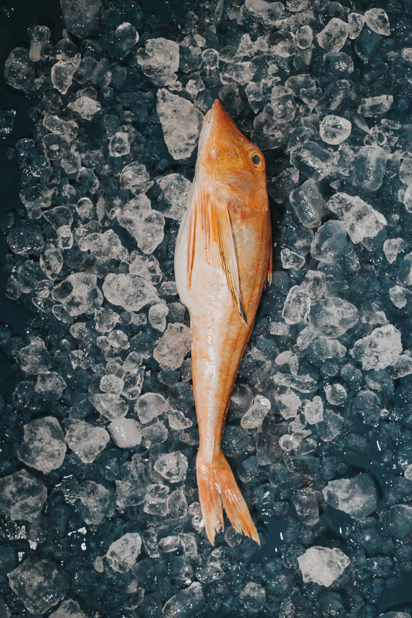 Greendale Whole Gurnard Gutted