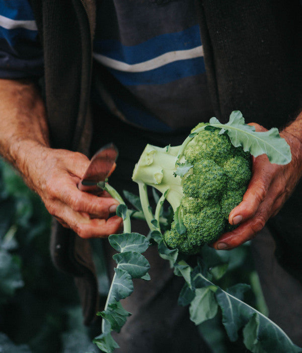 Broccoli