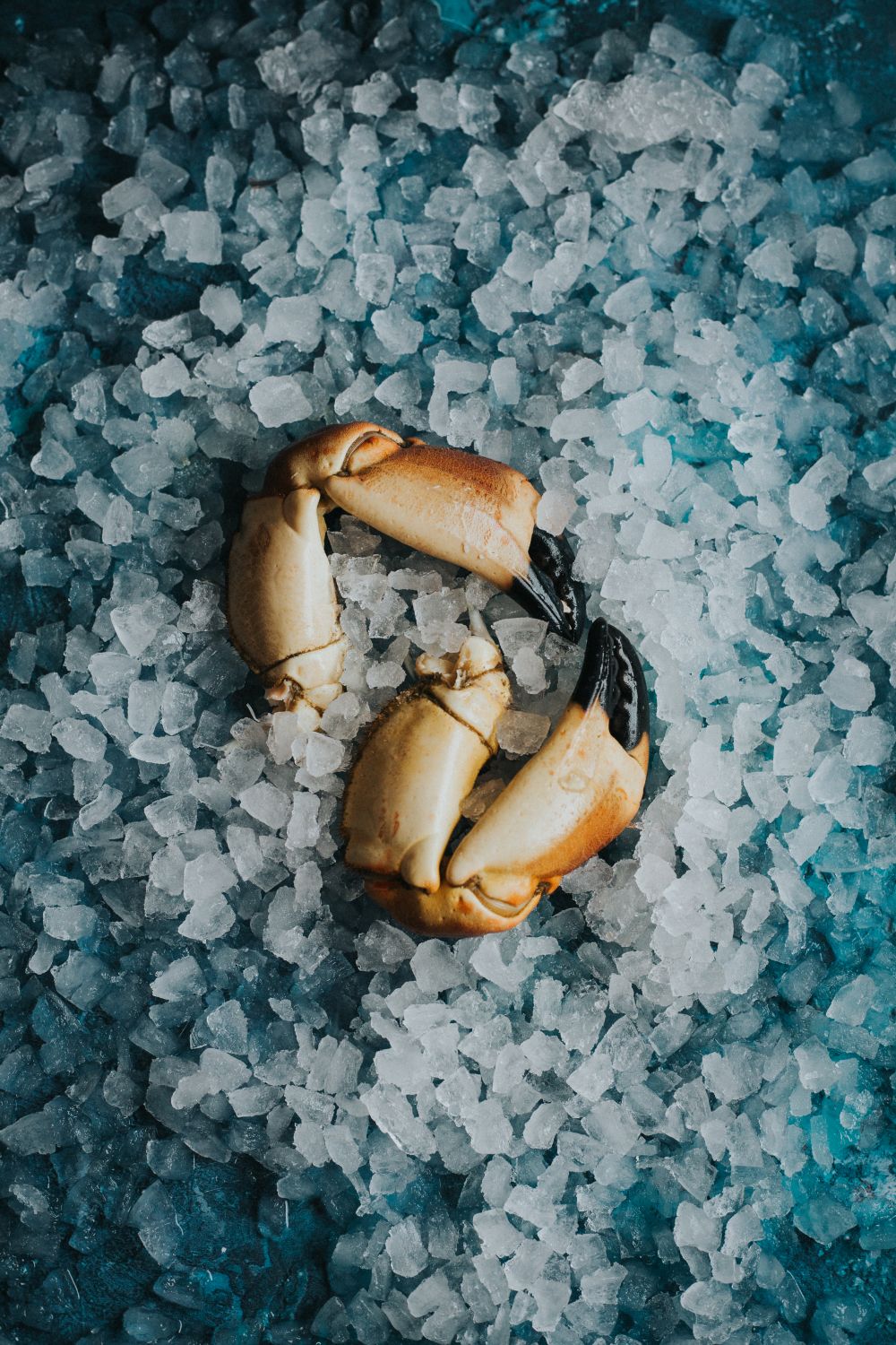 Cooked Locally Caught Crab Claws