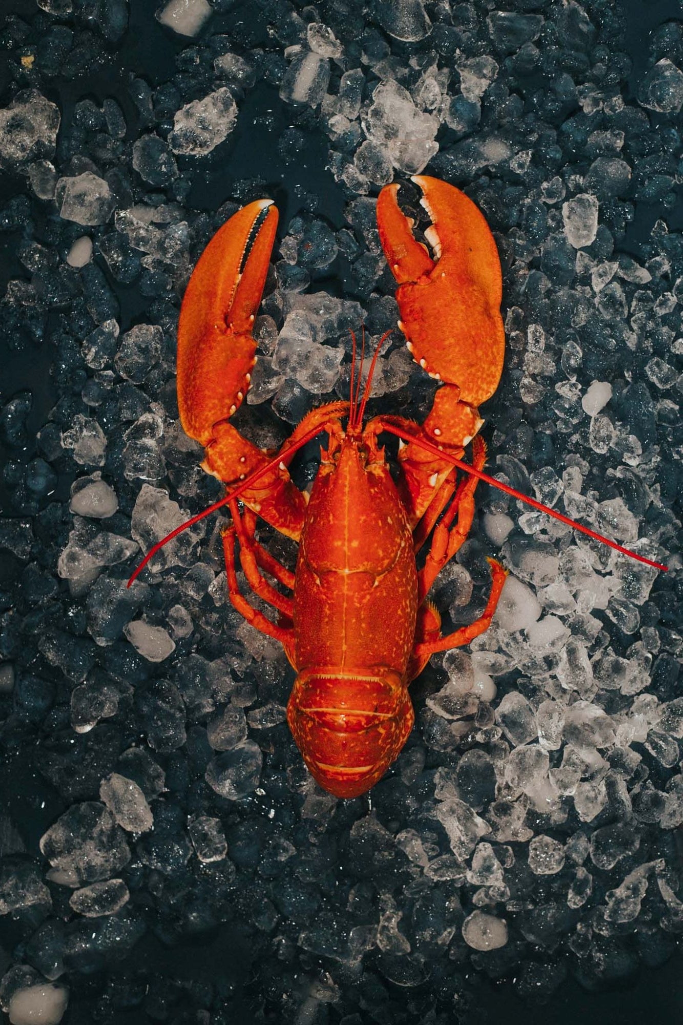 Cooked Locally Caught Lobster