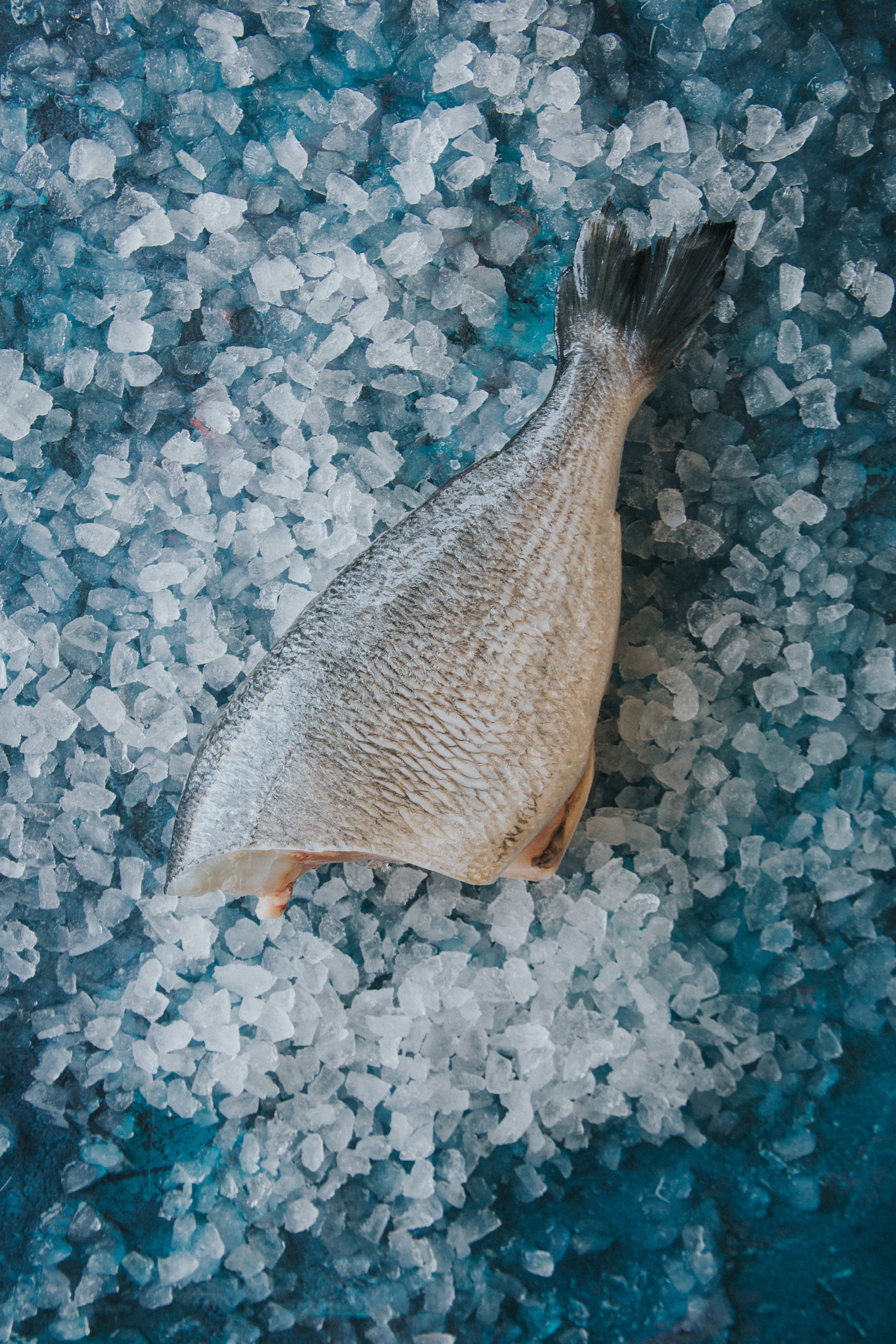 Gilt Head Bream, Headed
