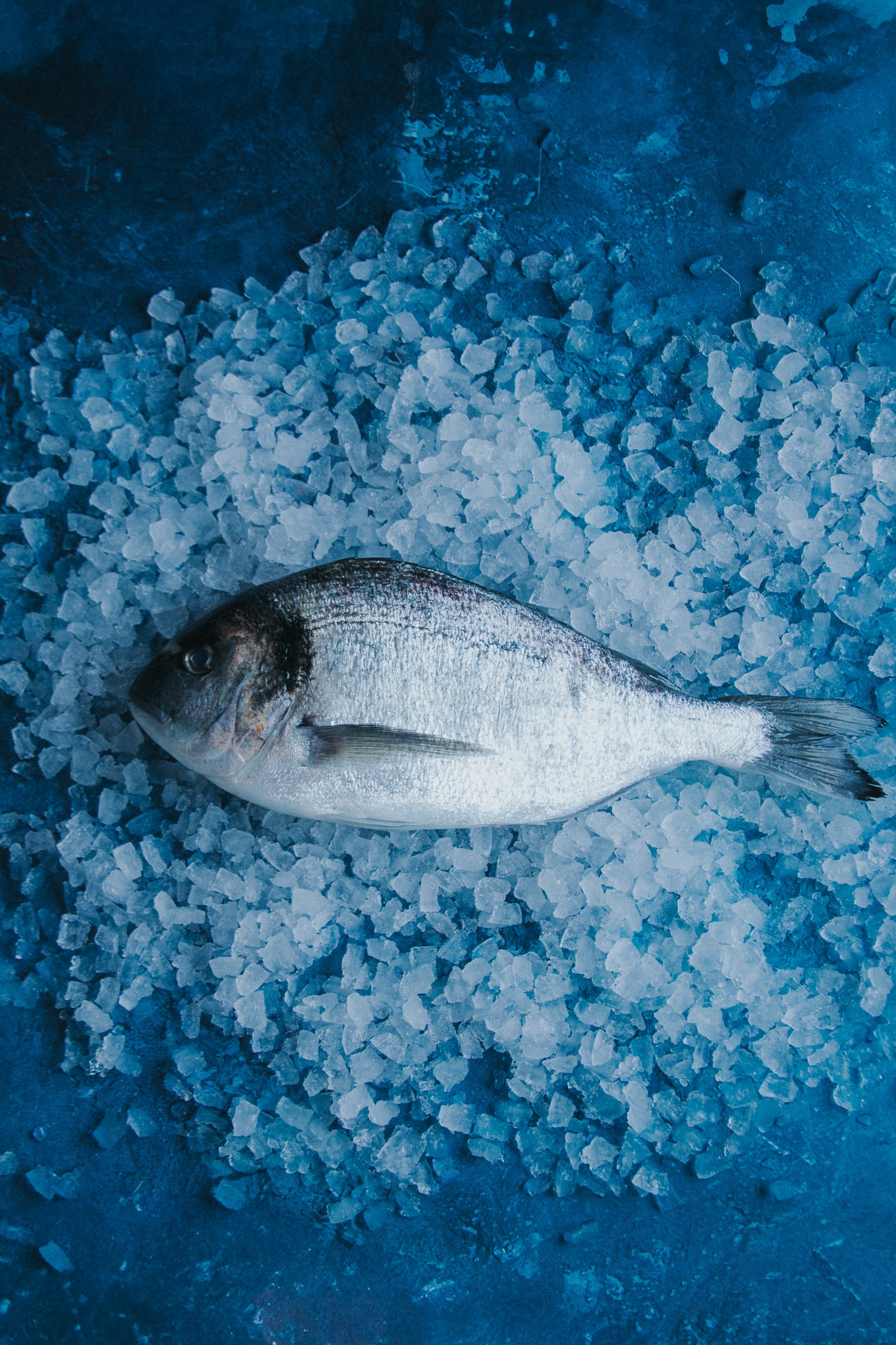 Gilt Head Bream Whole