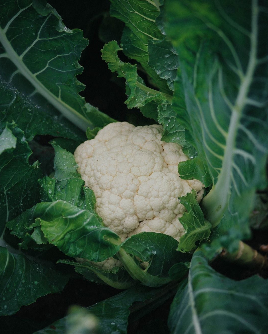 Cauliflowers