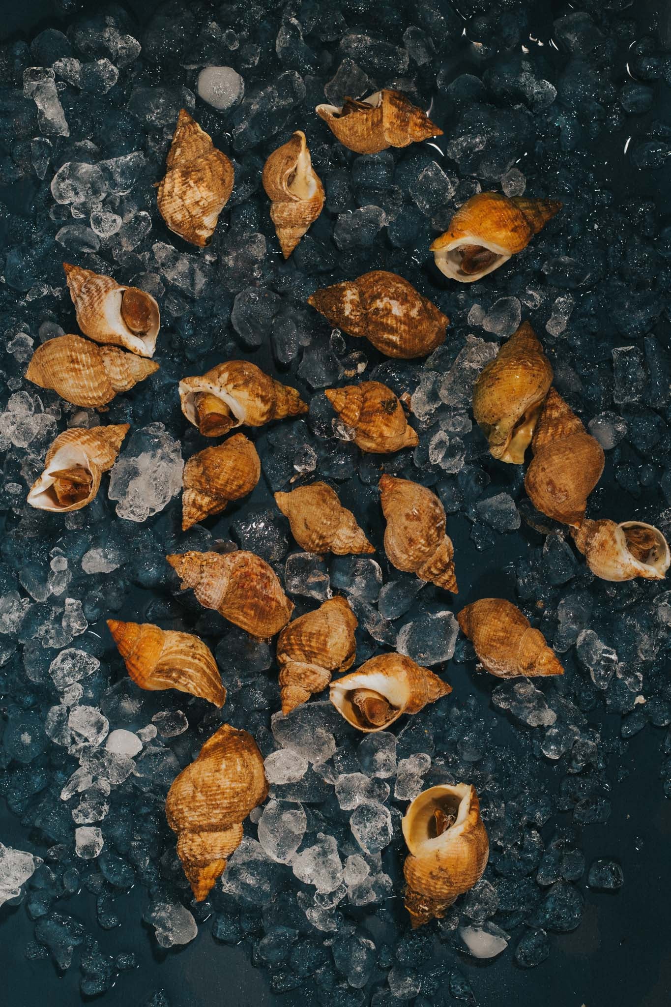 Greendale Cooked Whelks In Shells