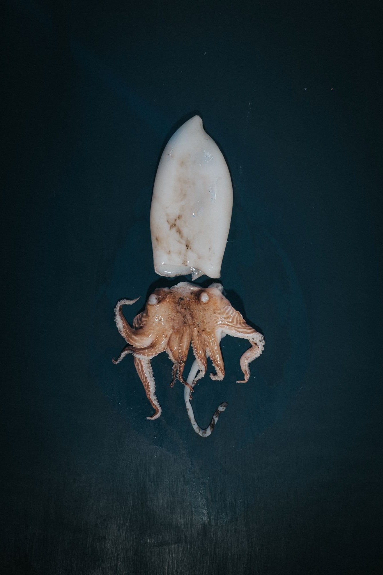 Greendale Cuttlefish