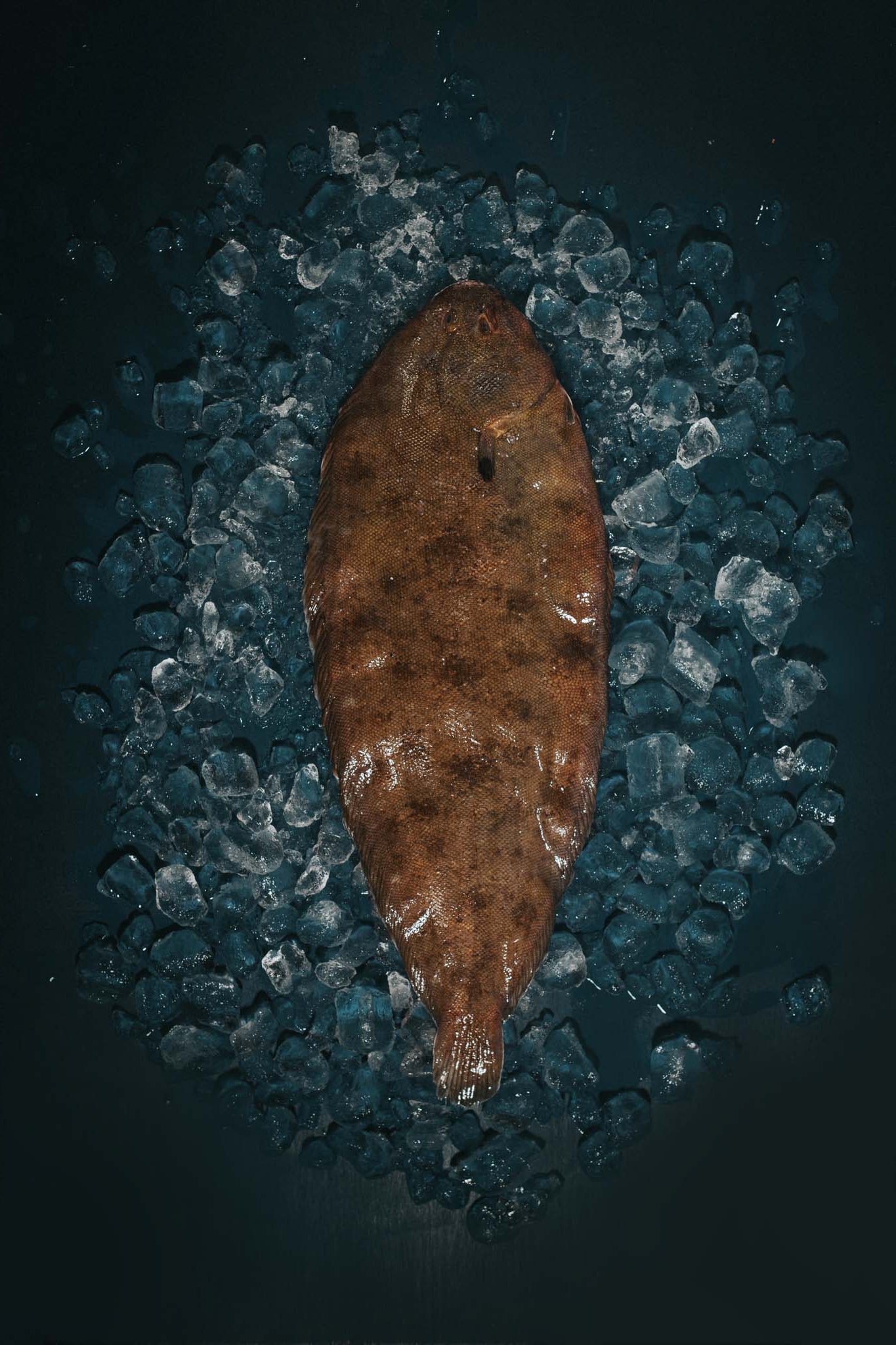 Greendale Whole Dover Sole