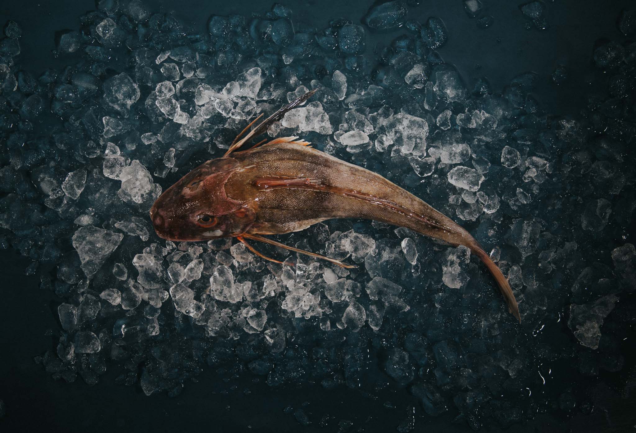 Whole Gurnard (Gutted)