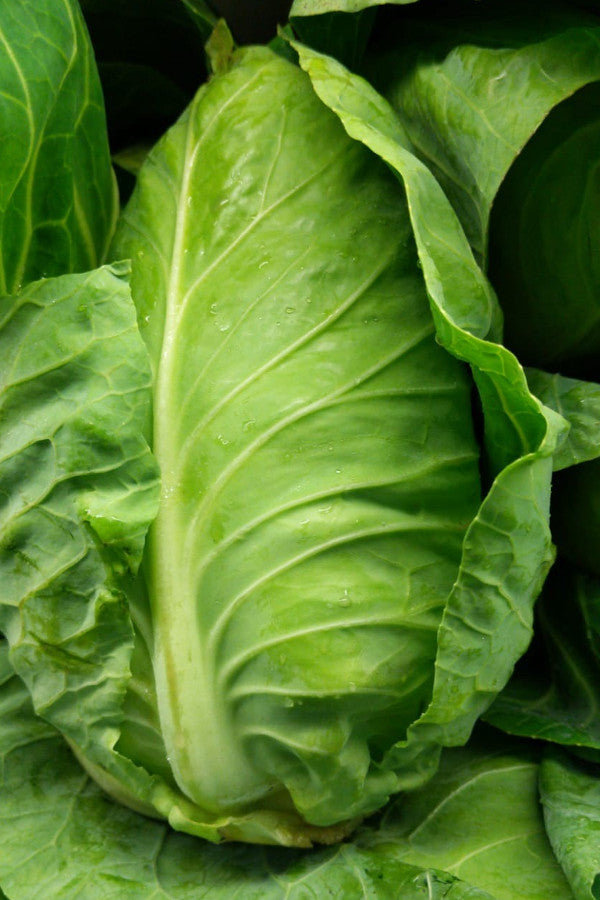 Hispi Cabbage