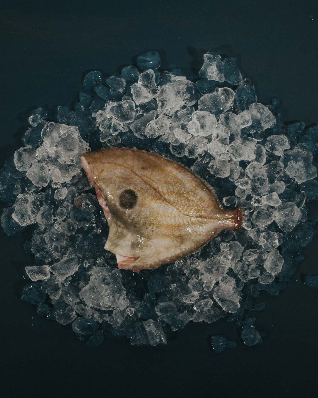 Greendale Johndory Headed Trimmed