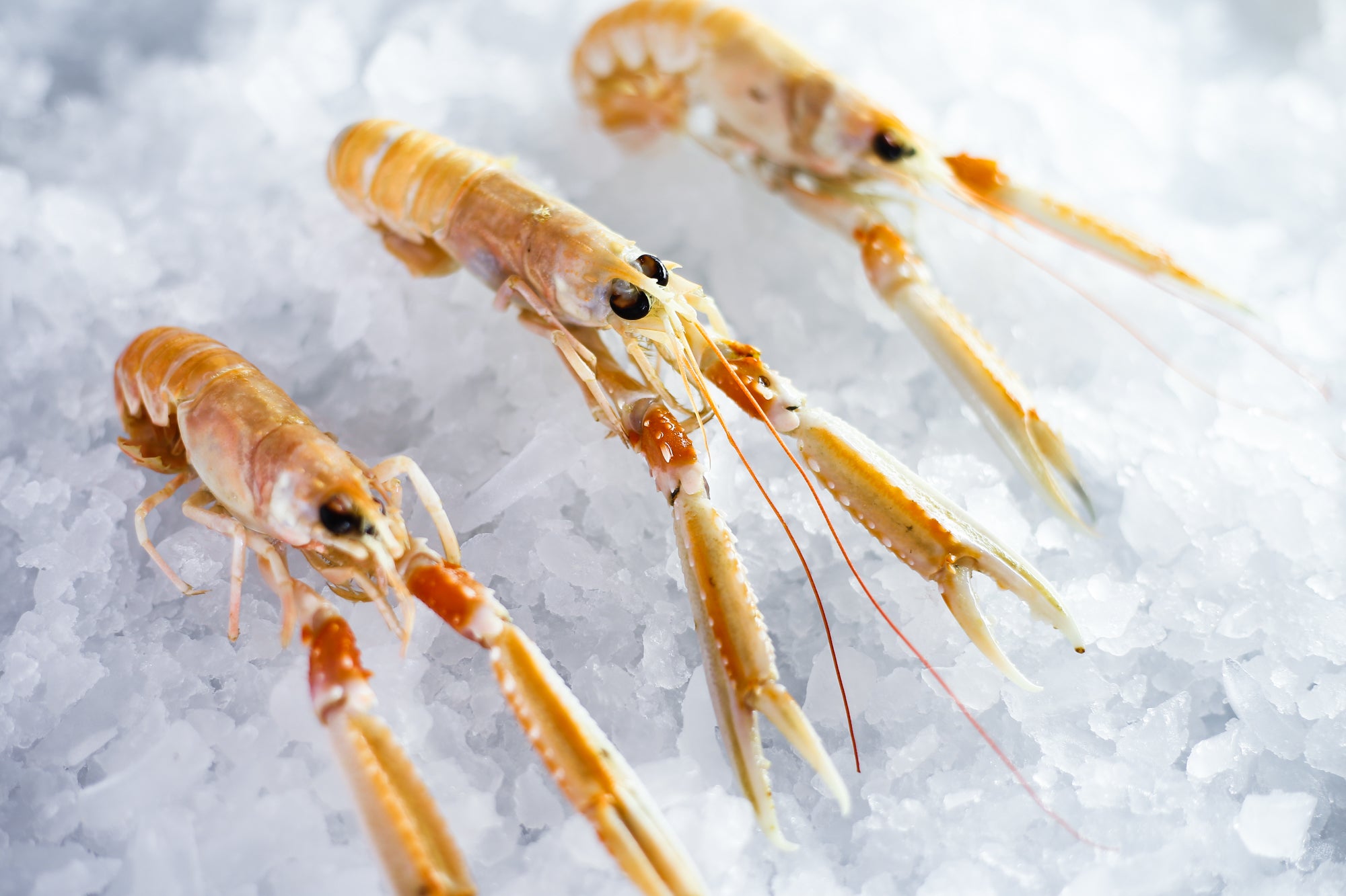 Greendale Langoustine Large 500G