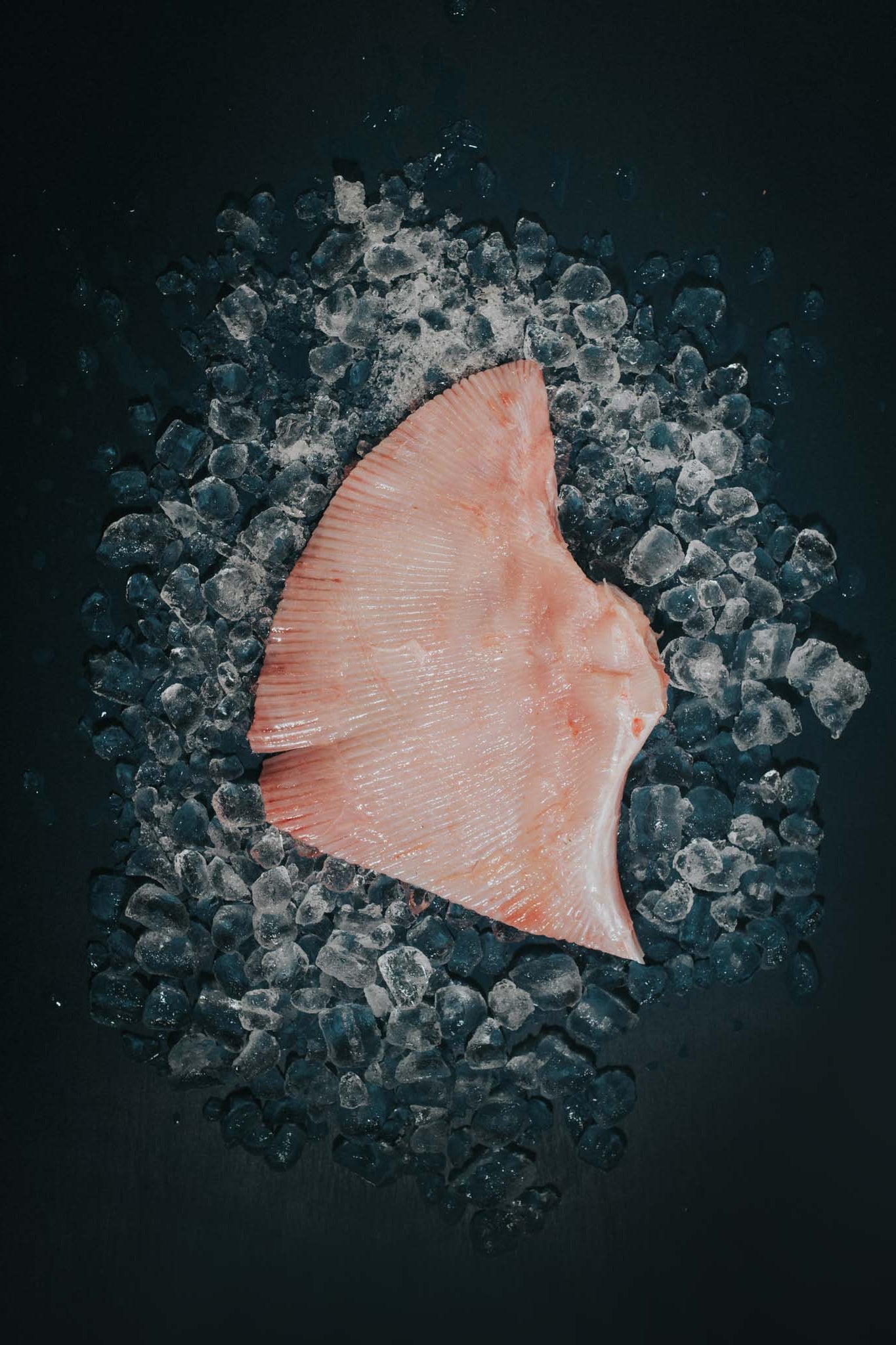 Greendale Blonde Ray Wing