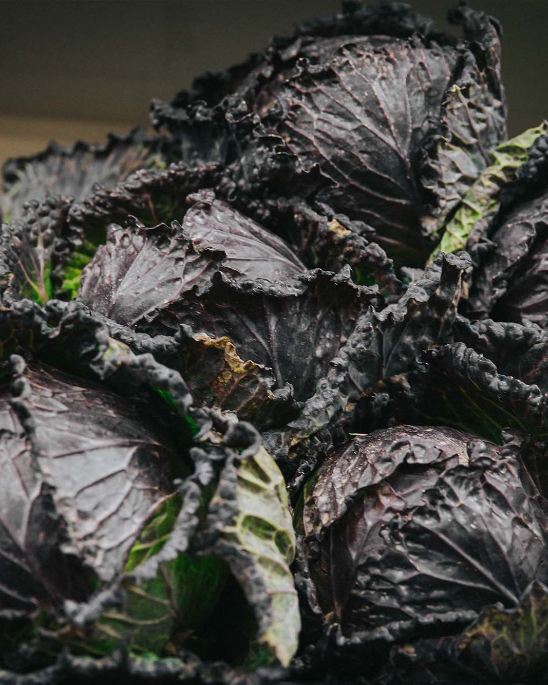 A red Greendale cabbage