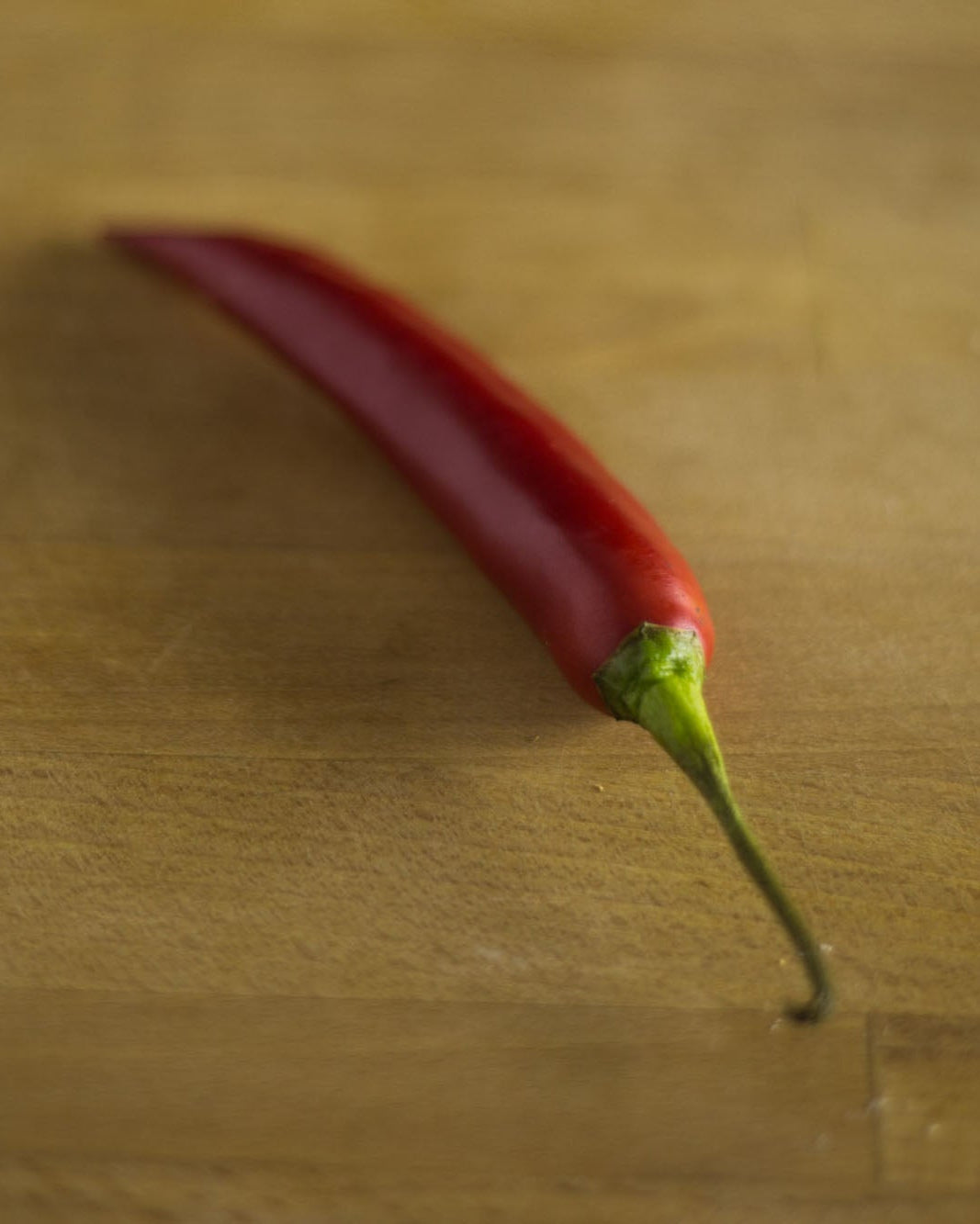 A single red Greendale chilli