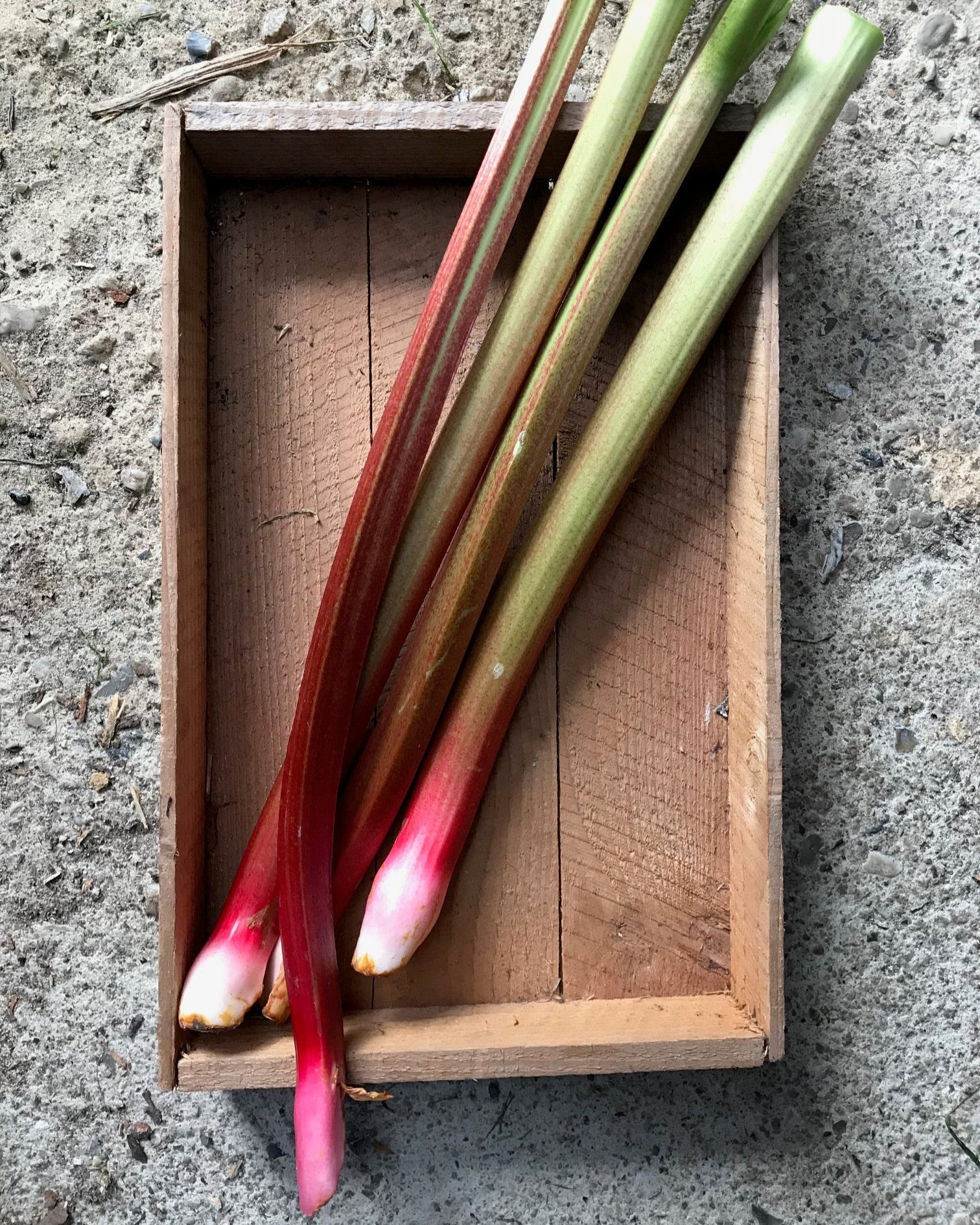 English Rhubarb
