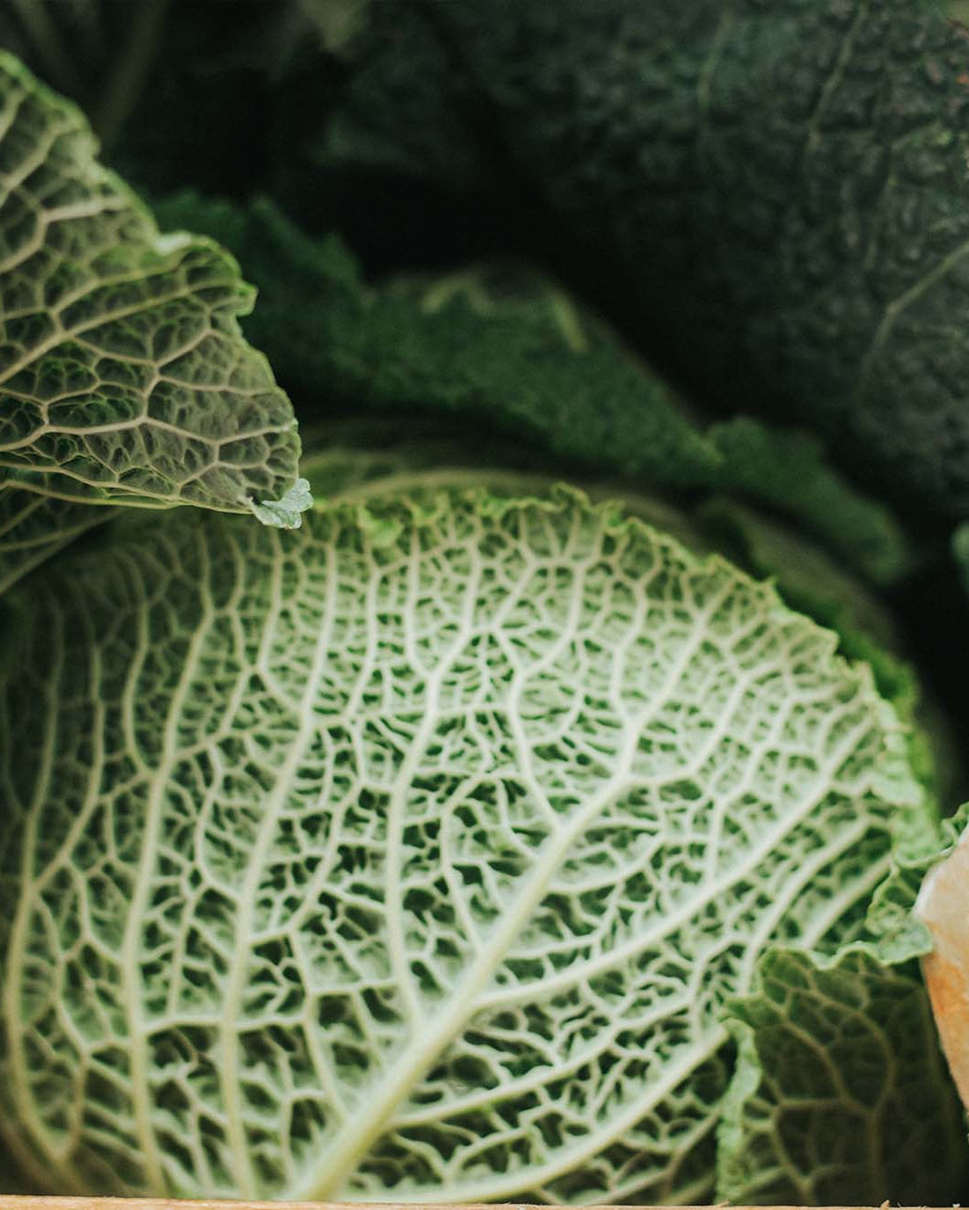 A Greendale Savoy cabbage