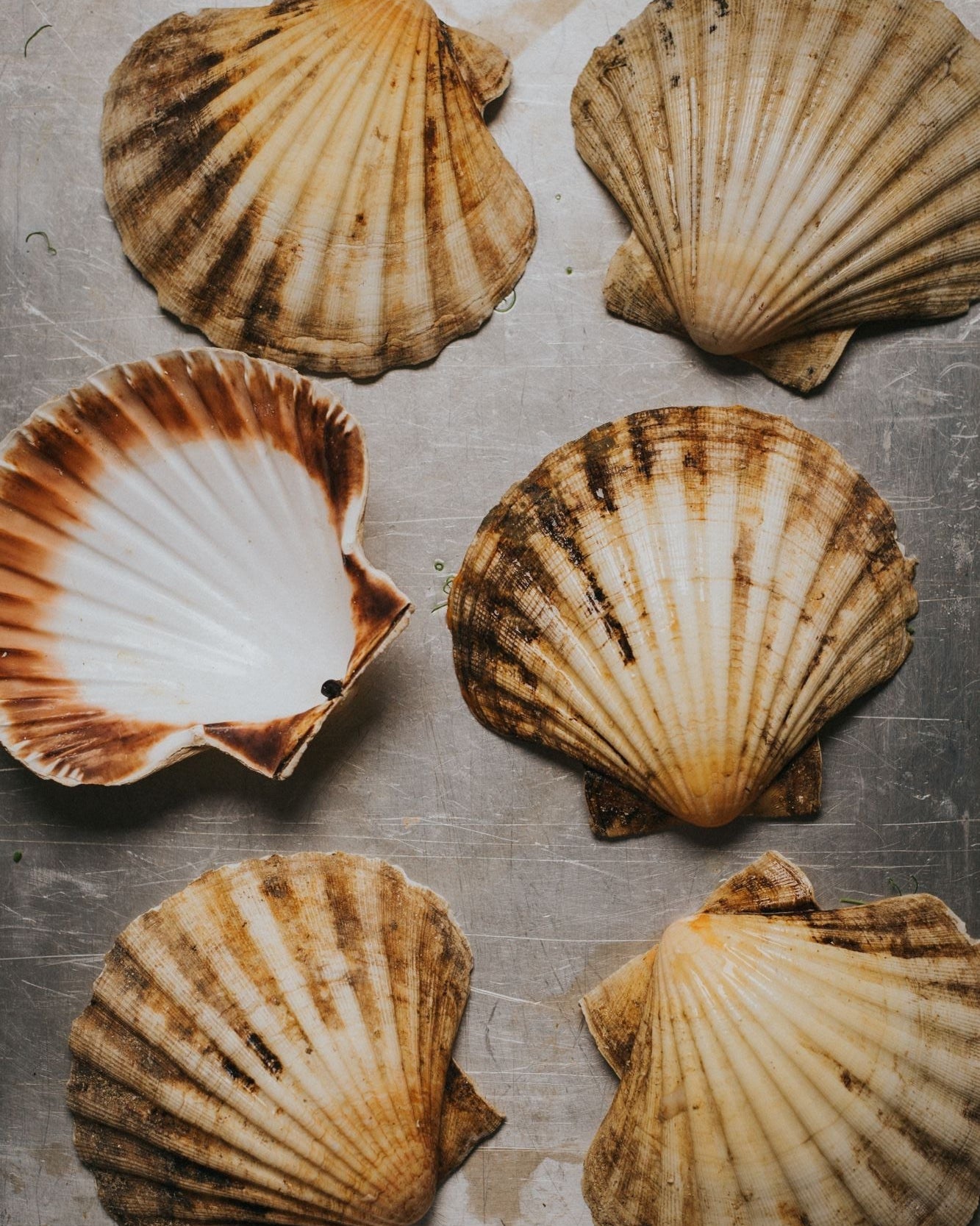 Greendale Scallop Shells