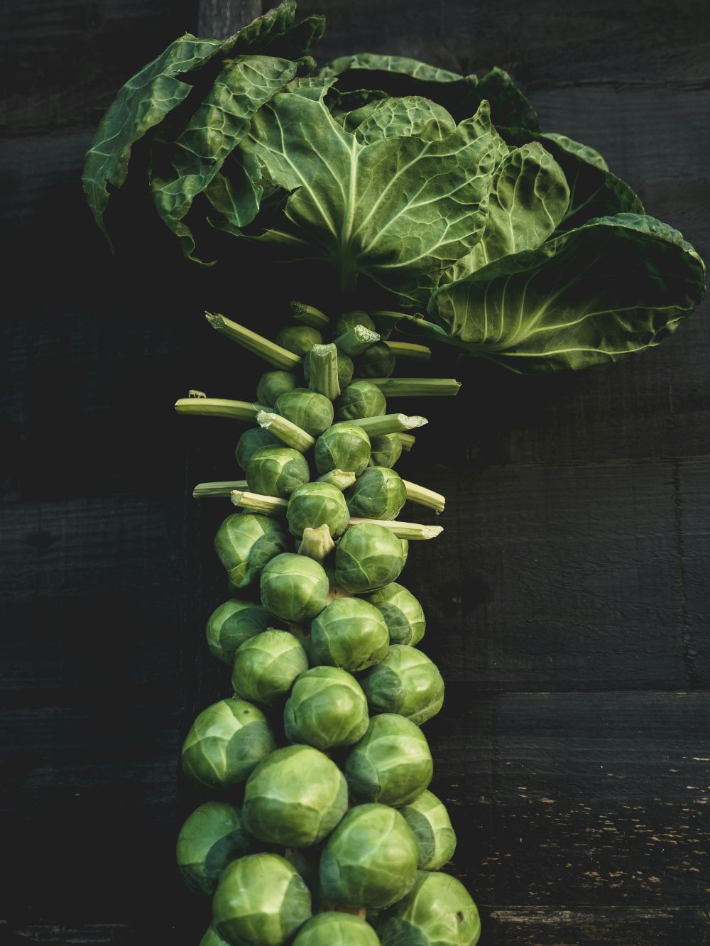 Sprouts Stalks