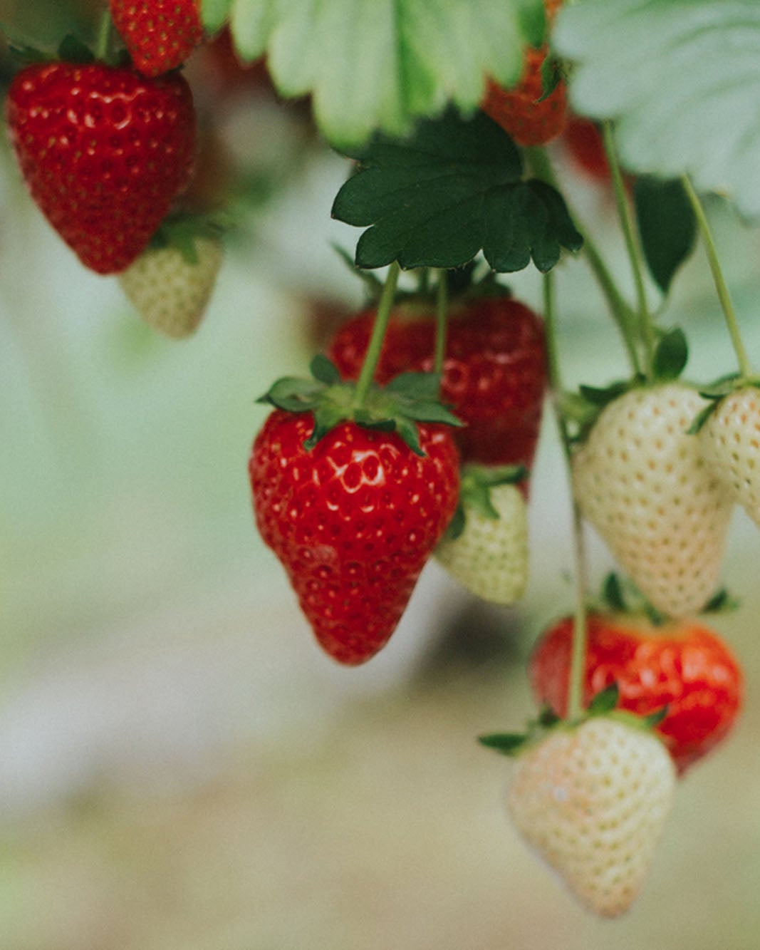 Greendale strawberries