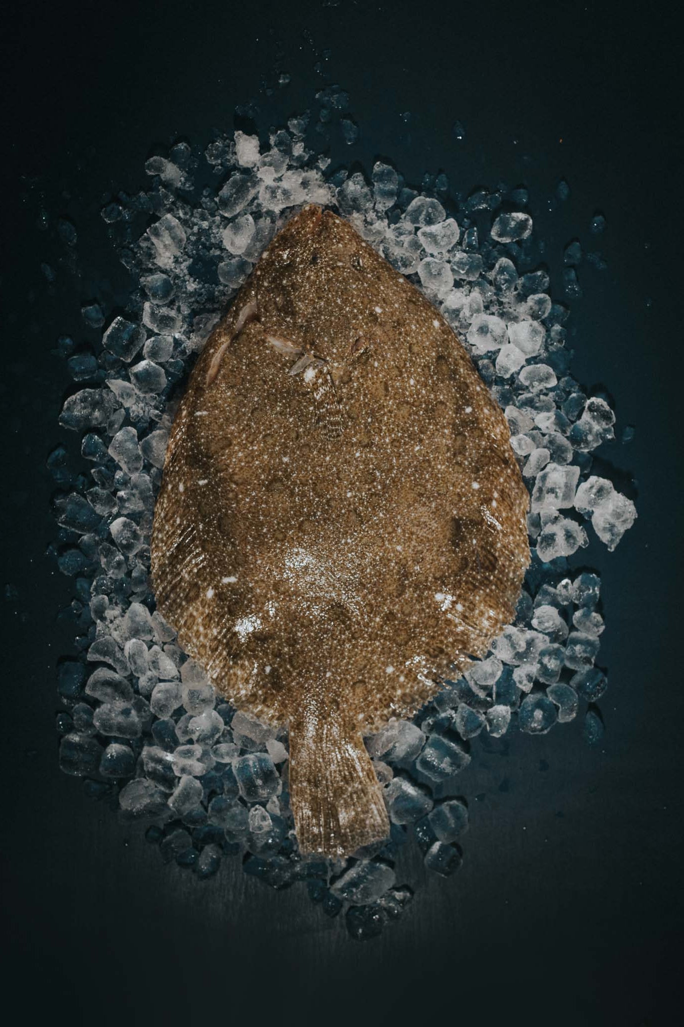 Greendale Whole Brill On The Bone