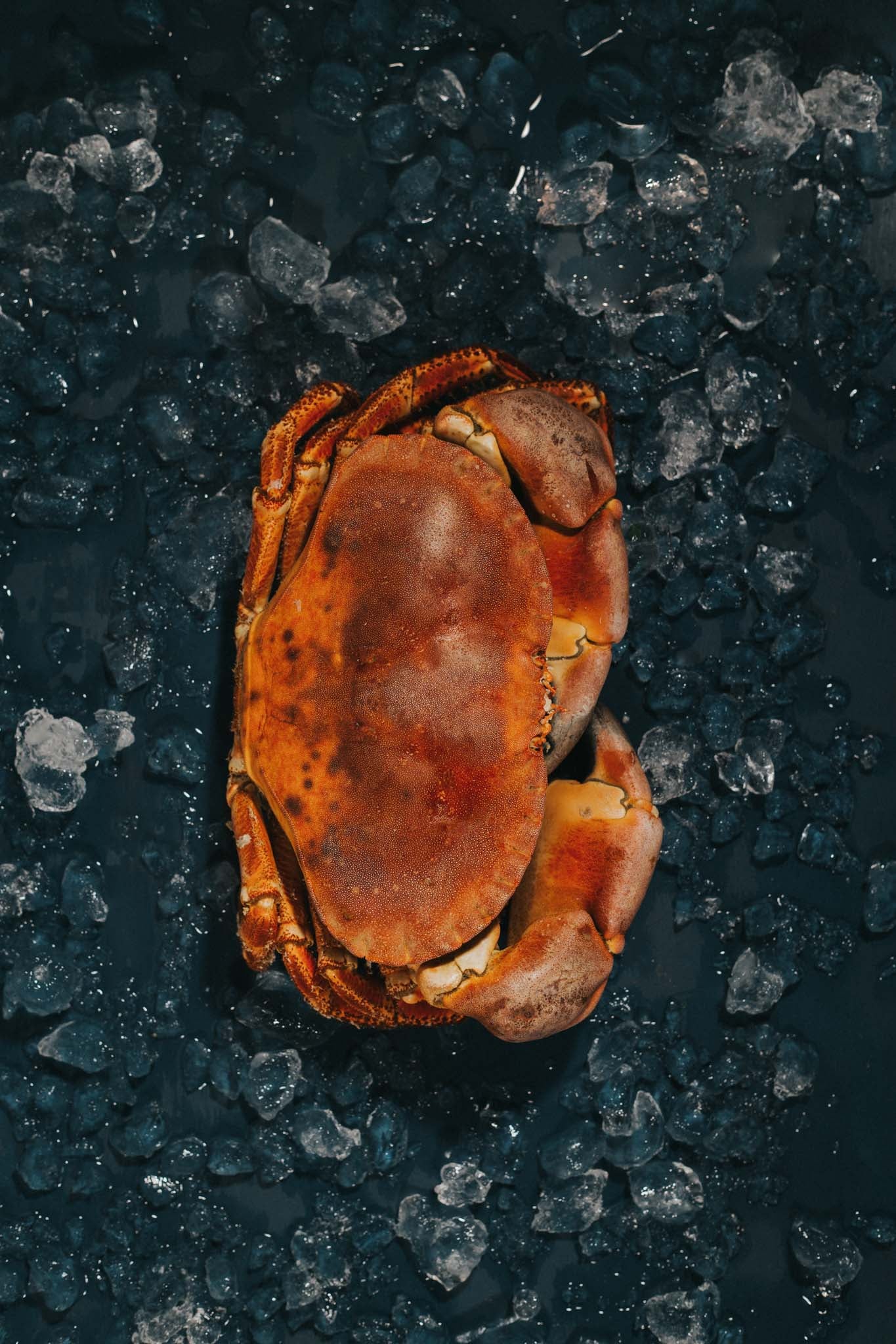 Greendale Cooked Crab