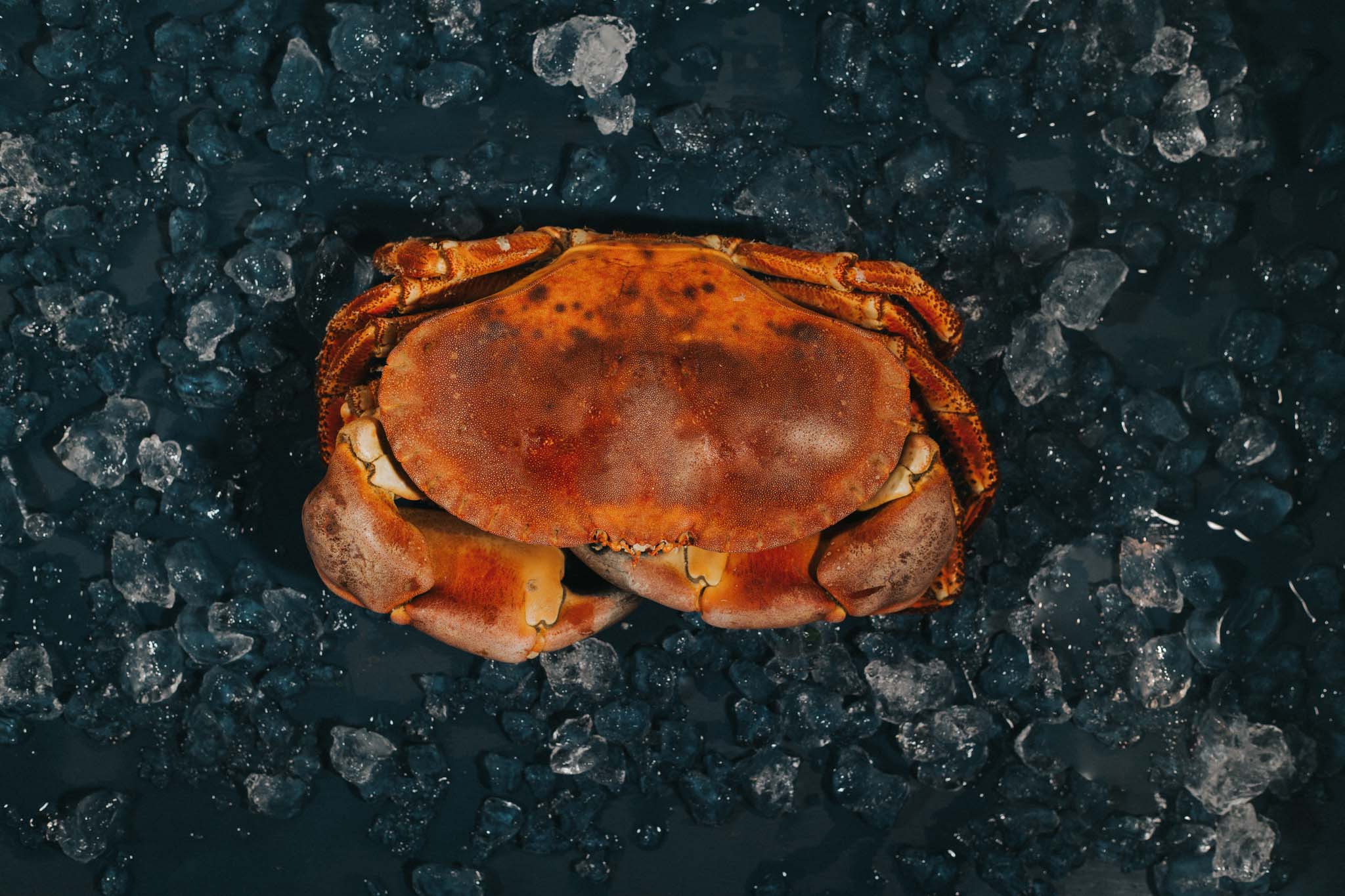 Greendale Cooked Locally Caught Hen Crab