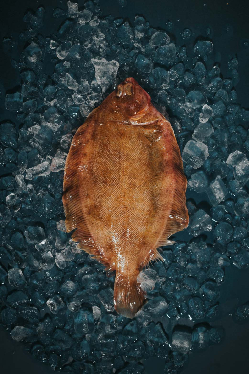 Greendale Lemonsole Whole