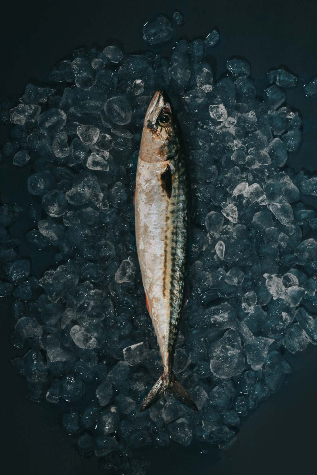 Greendale Mackerel Whole