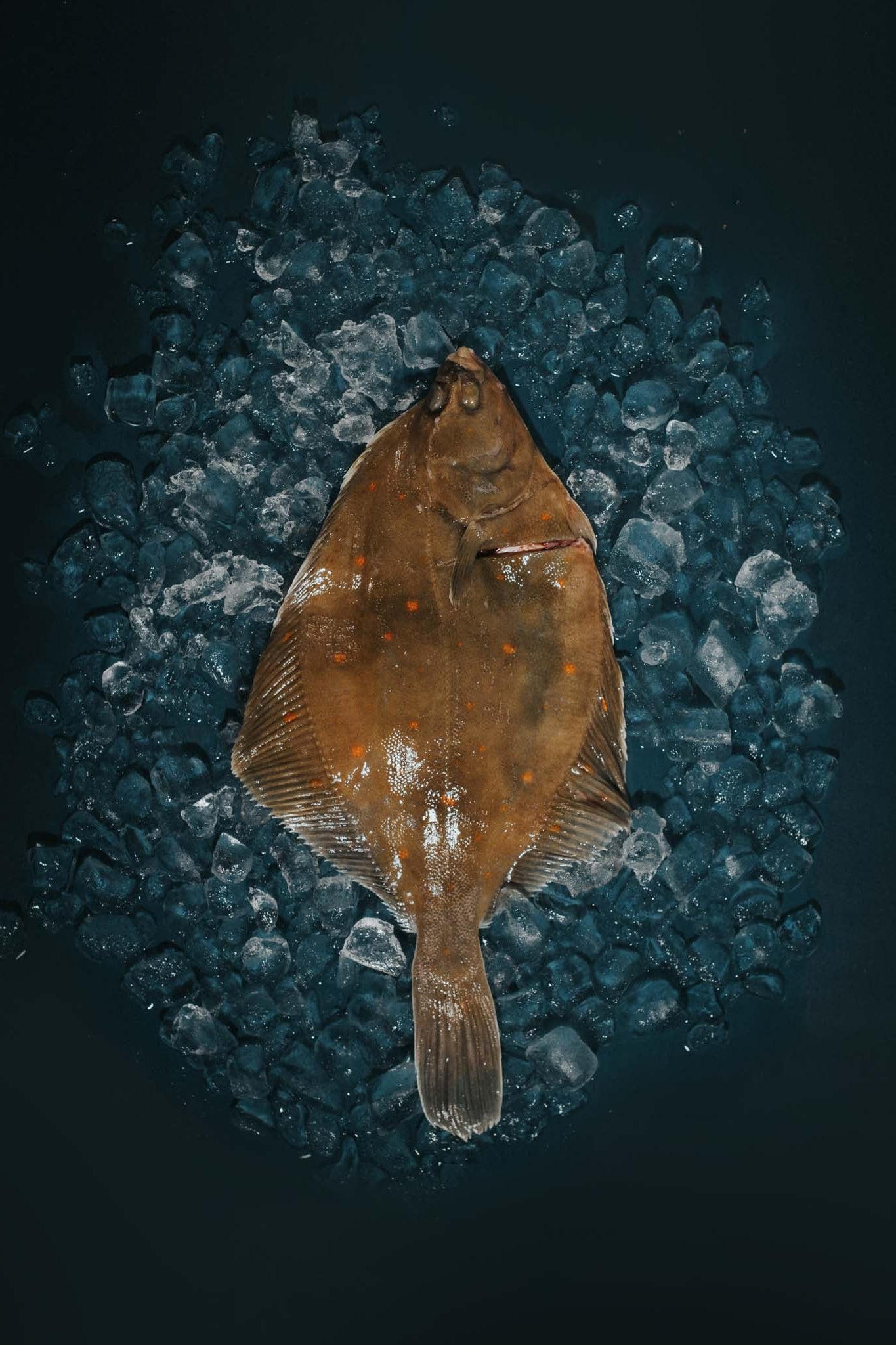 Greendale Plaice Gutted Headed And Trimmed