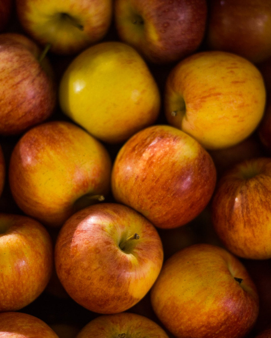 Gala Apples
