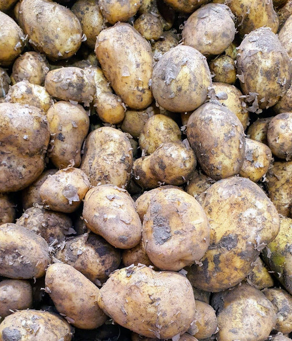 Cornish New Potatoes
