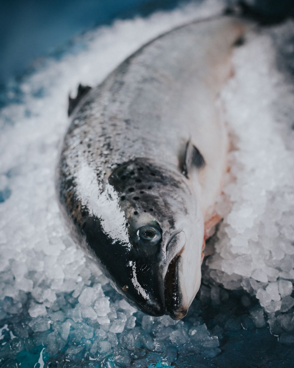 Whole Scottish Salmon - Cleaned and Scaled