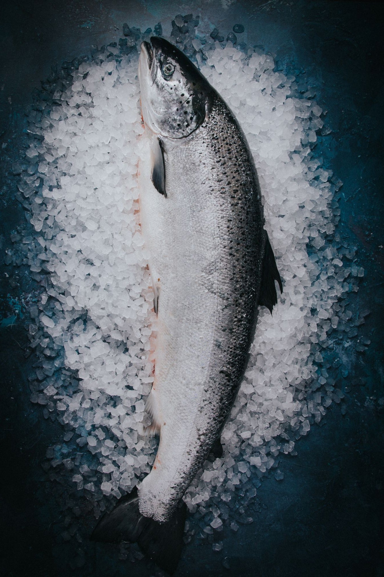 Whole Scottish Salmon - Cleaned and Scaled