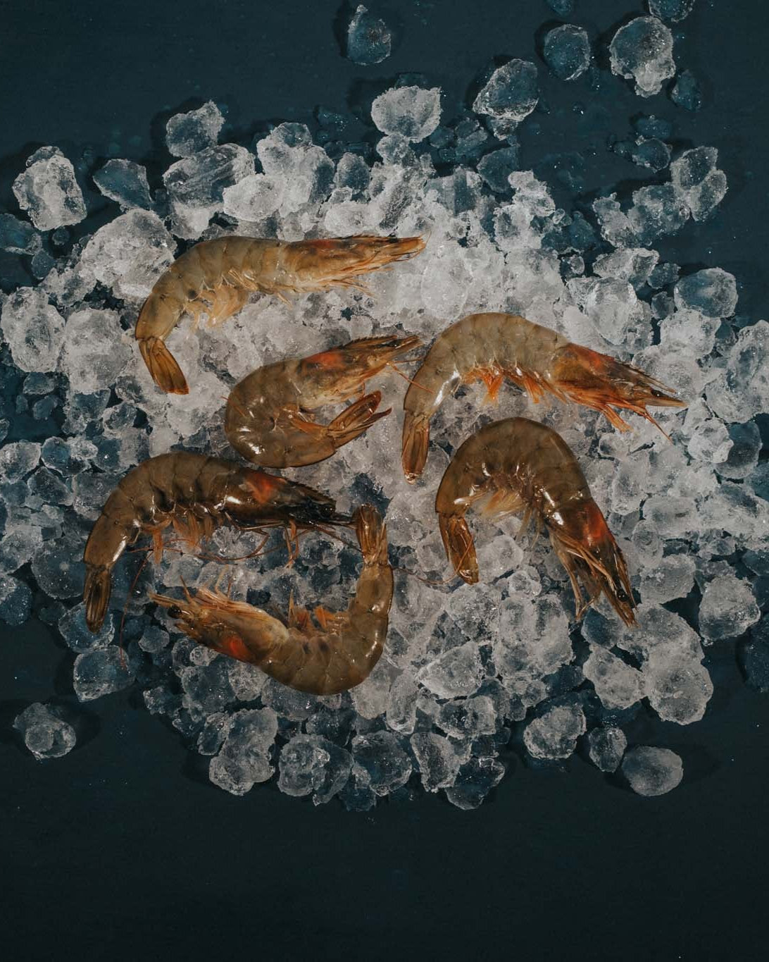 Greendale Xl Wild Crevettes